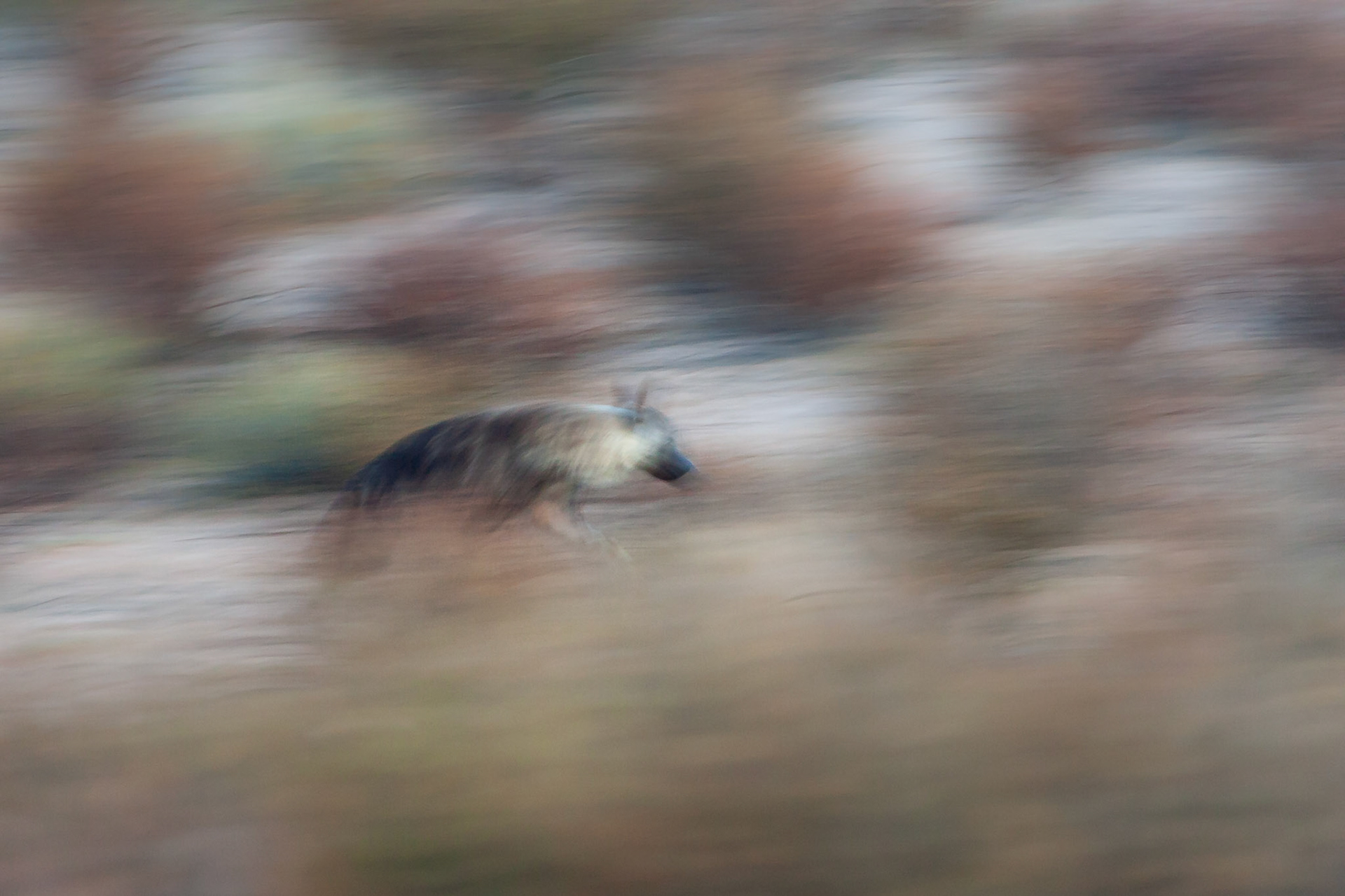 Brown Hyena in the early morning at Bitterpan Wilderness Camp, Kgalagadi Transfrontier Park, South Africa.
