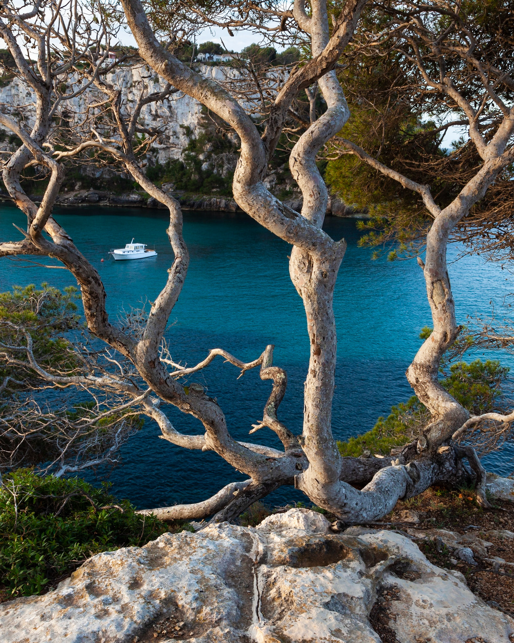 Gnarled tree, Cala Galdana, Menorca.