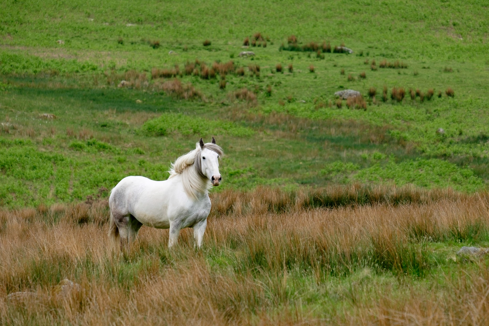 A white horse in a field beside Lake Buttermere, Lake District National Park, England.