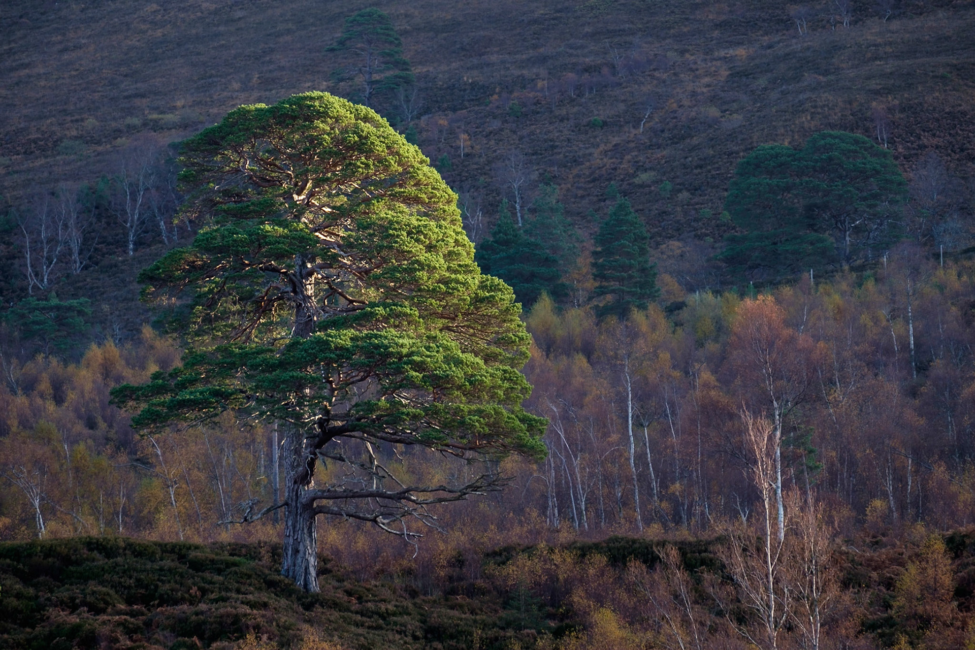 A lone Scots Pine beside the A' Ghairbhe River.