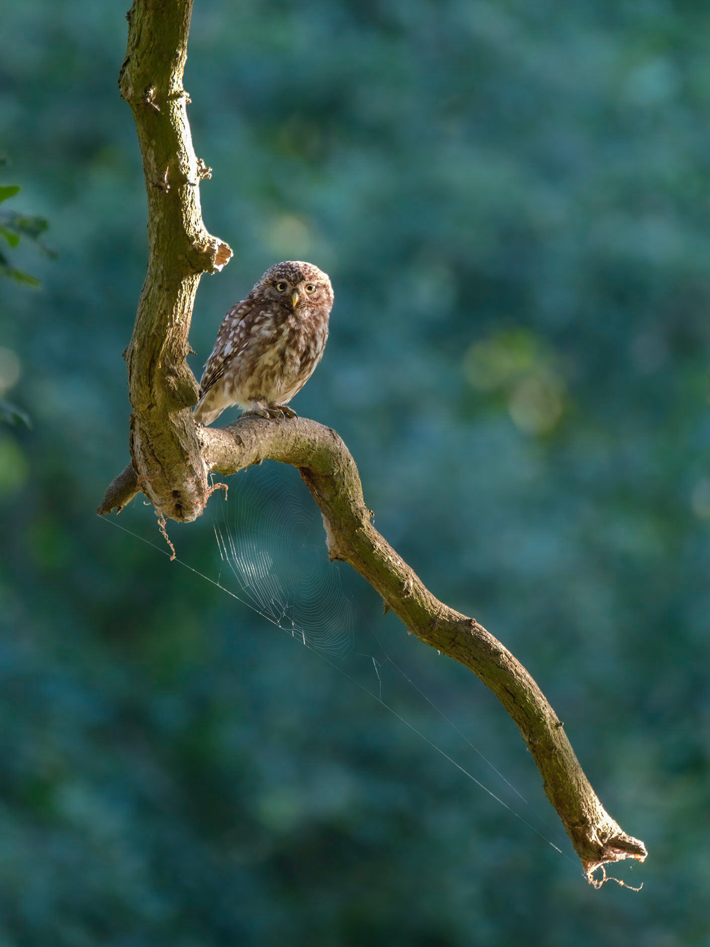 Little Owl, Richmond Park.
