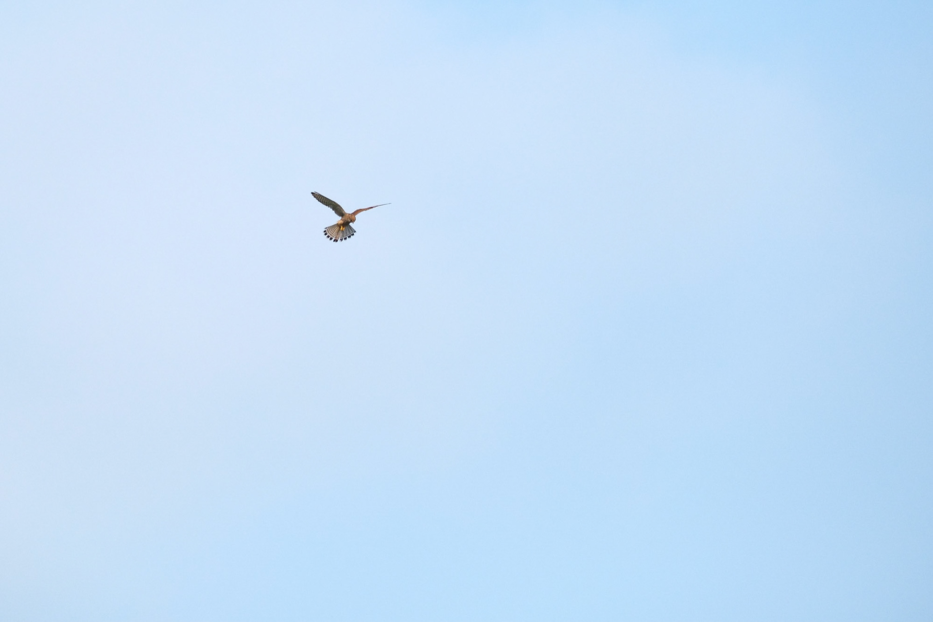 A female Kestrel hunting over Richmond Park.