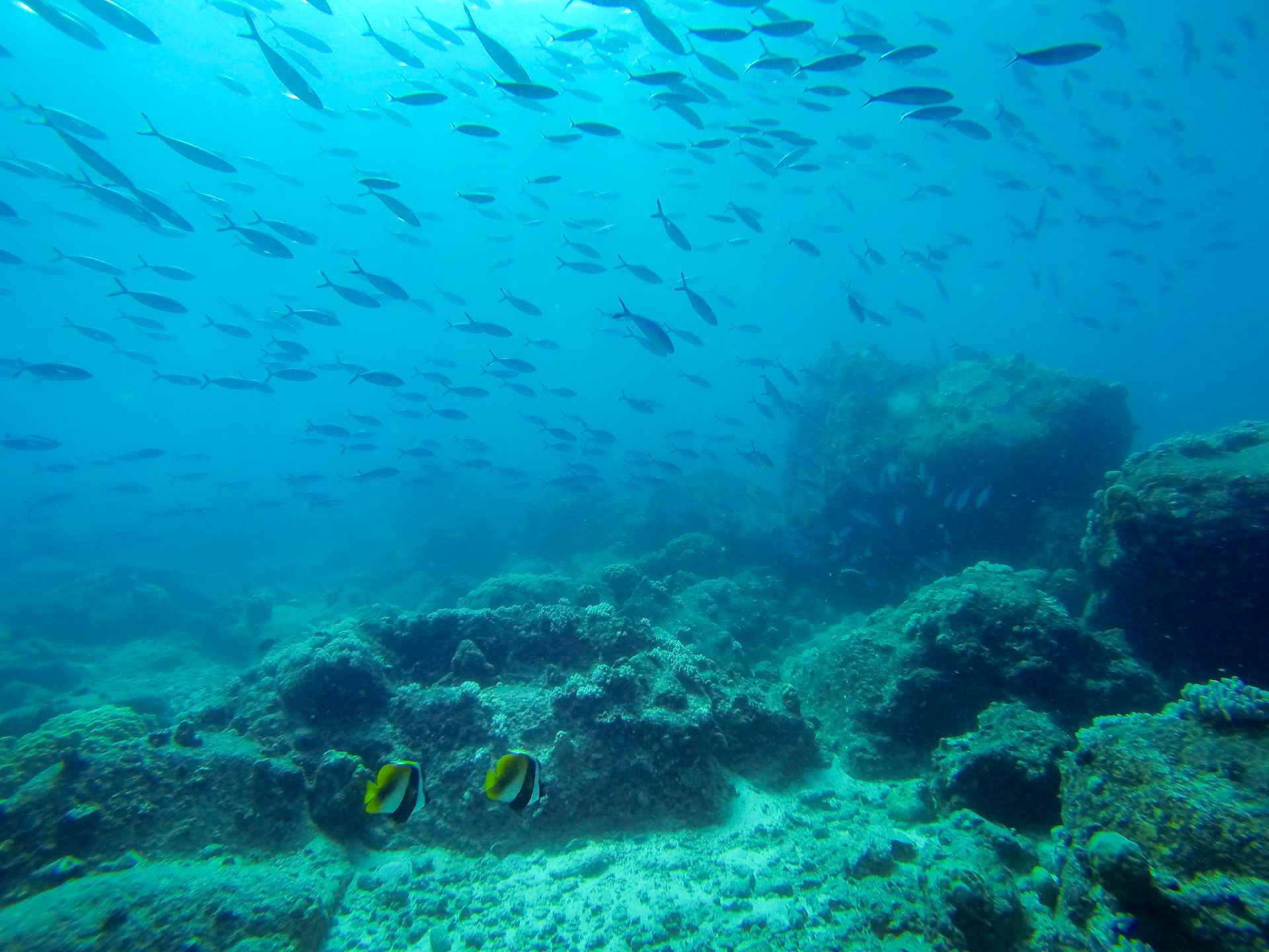 Angel fish and fusiliers, Confetti Bay, Coin de Mare.