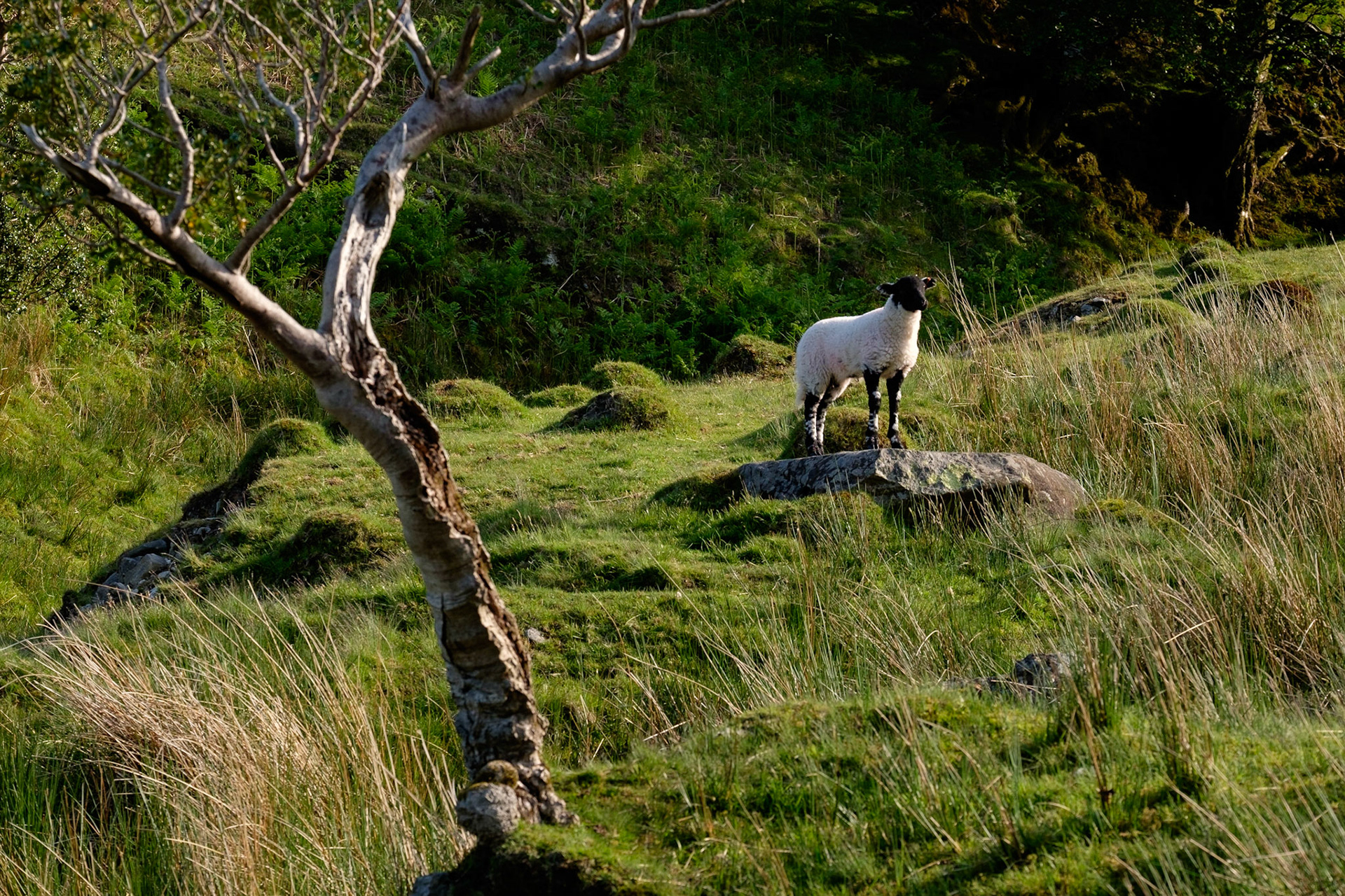 A young Swaledale sheep surveying his field, Lake District National Park, England.