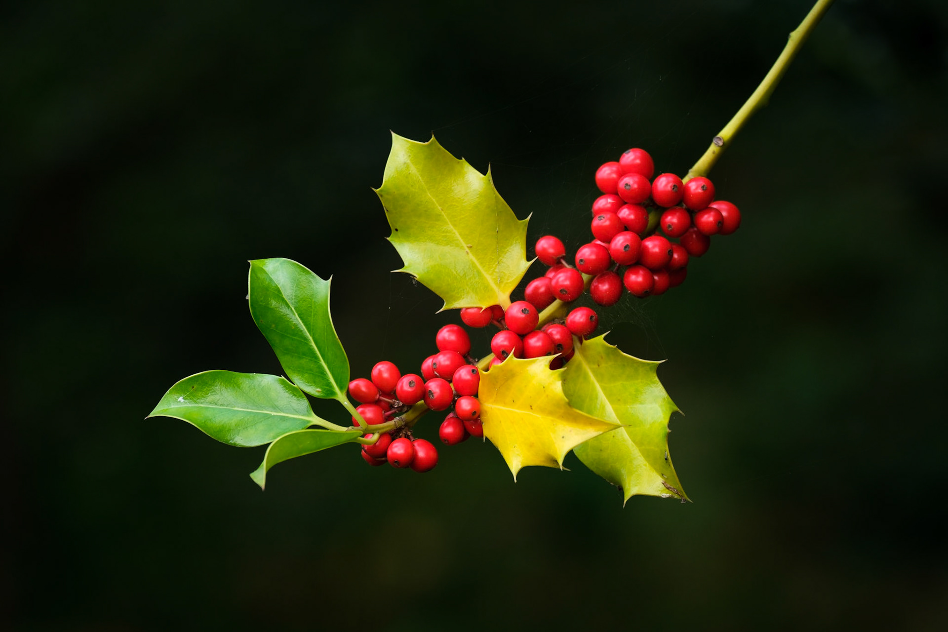 A nicely isolated brach of holly taken in Richmond Park, London, England.