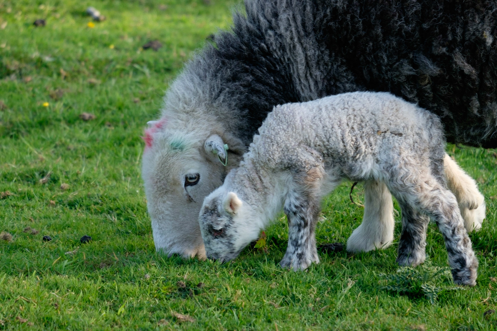A Herdwick sheep and her new lamb, still with umbilical cord, Lake District National Park, England.