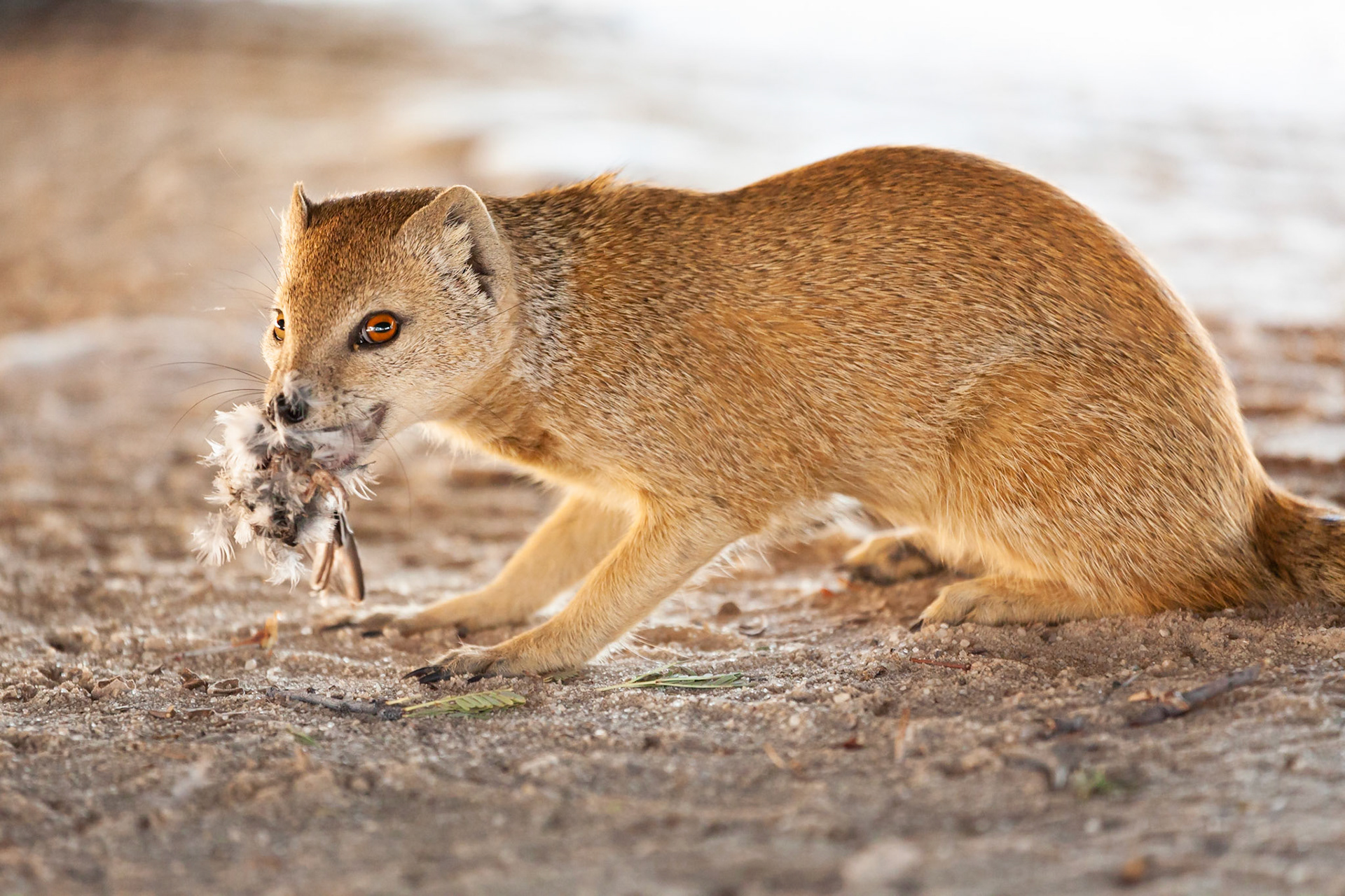 Yellow Mongoose with bird, Kgalagadi Transfrontier Park, South Africa.