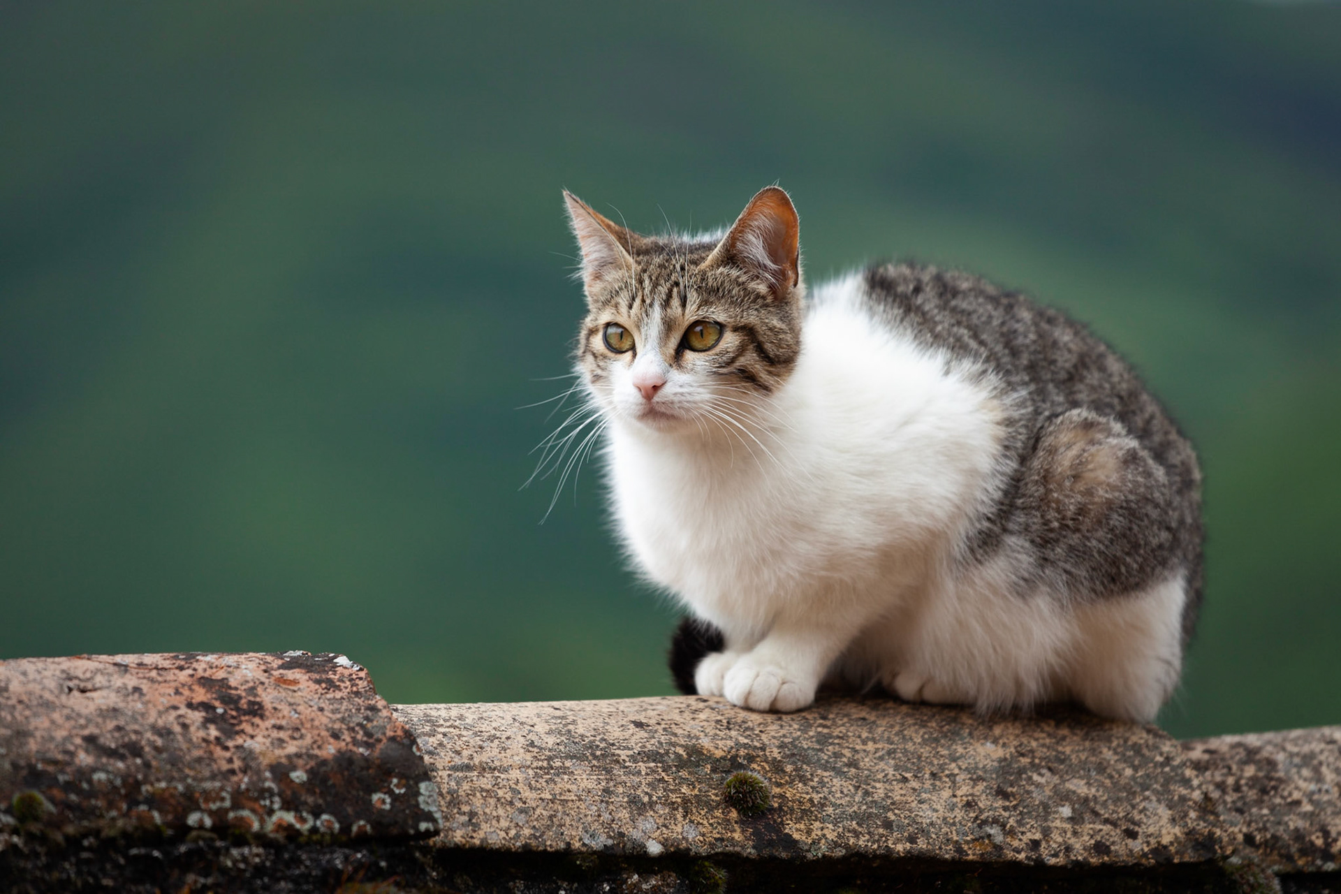 A kitten on a suitably Umbrian pottery roof, Castelvecchio, Umbria, Italy.