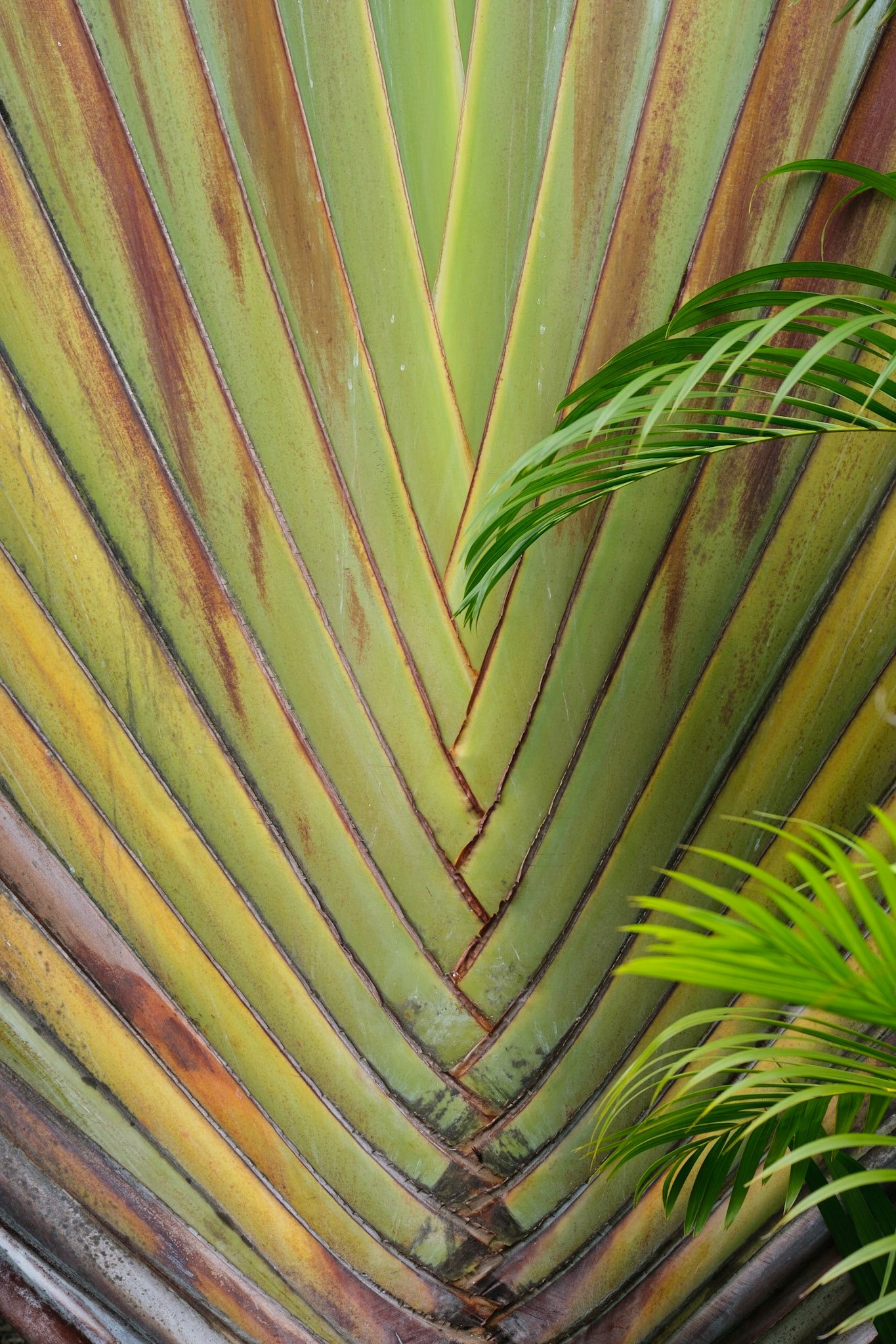 Palm frond.