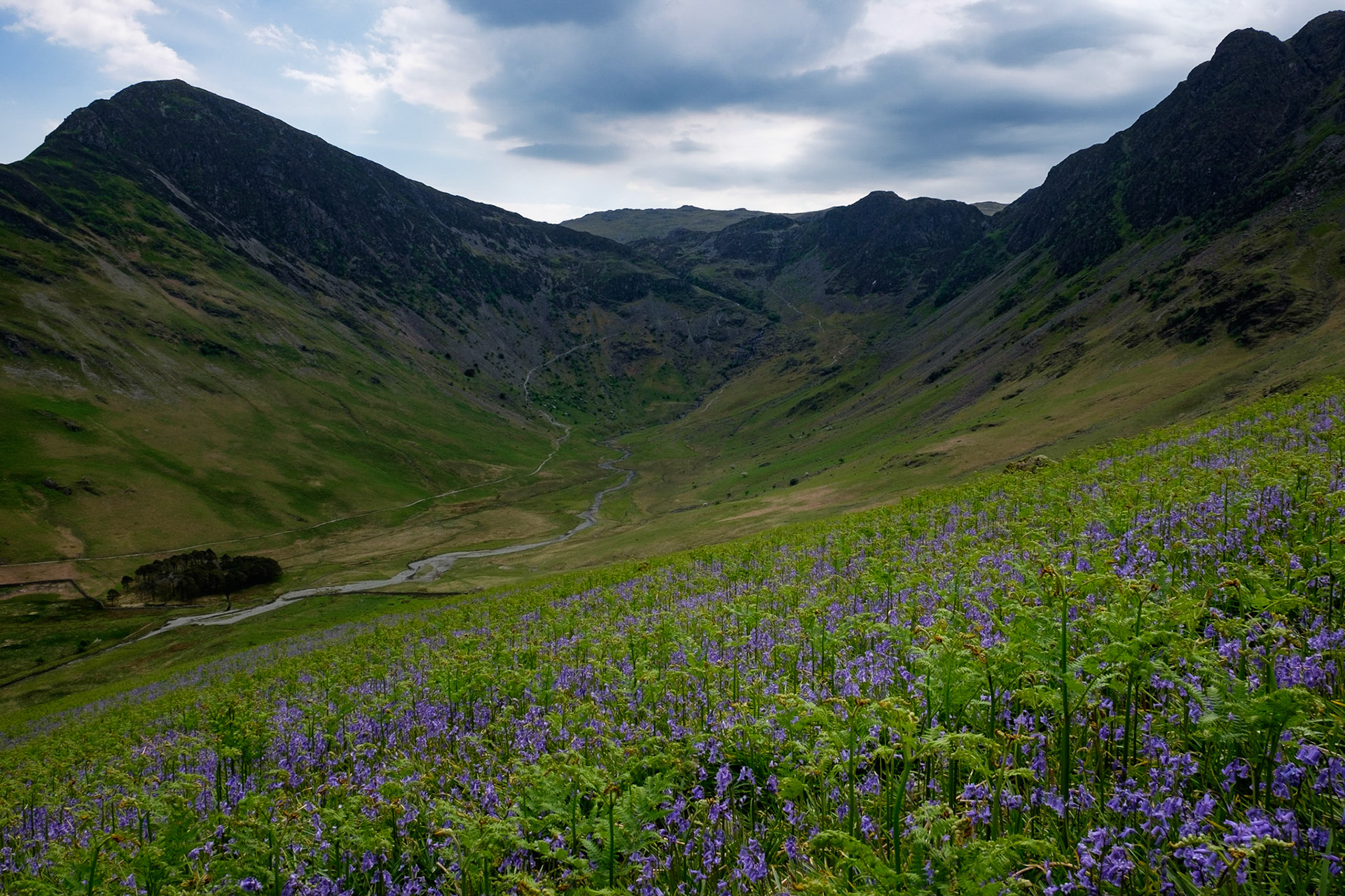 Bluebells on the side of Buttermere Fell, Lake District National Park, England.