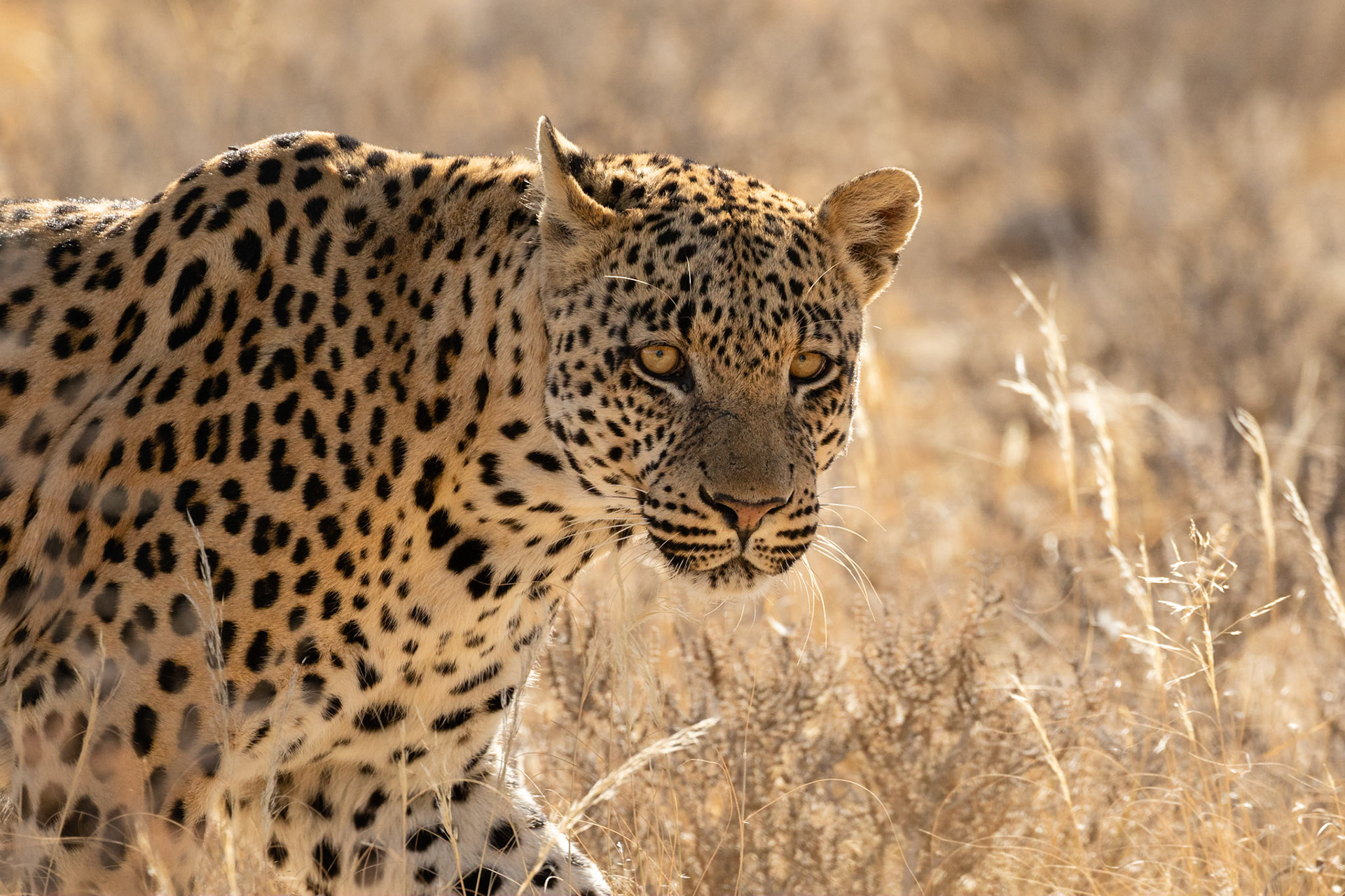 Eventually Kham left Safran to her kill and moved South towards Lijersdraai Waterhole, Kgalagadi Transfrontier Park.