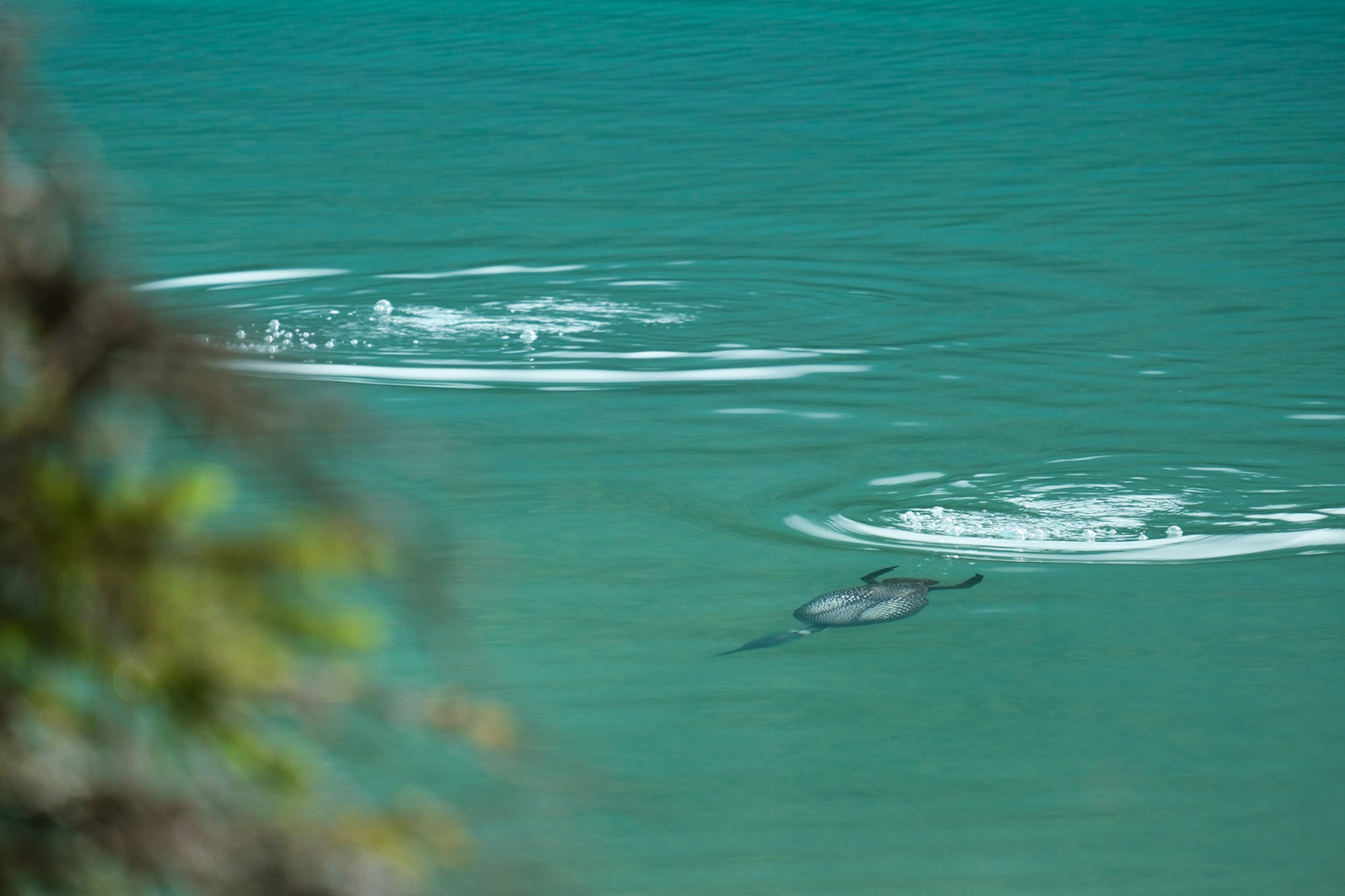 A Loon diving for fish on Emerald Lake., Yoho National Park.