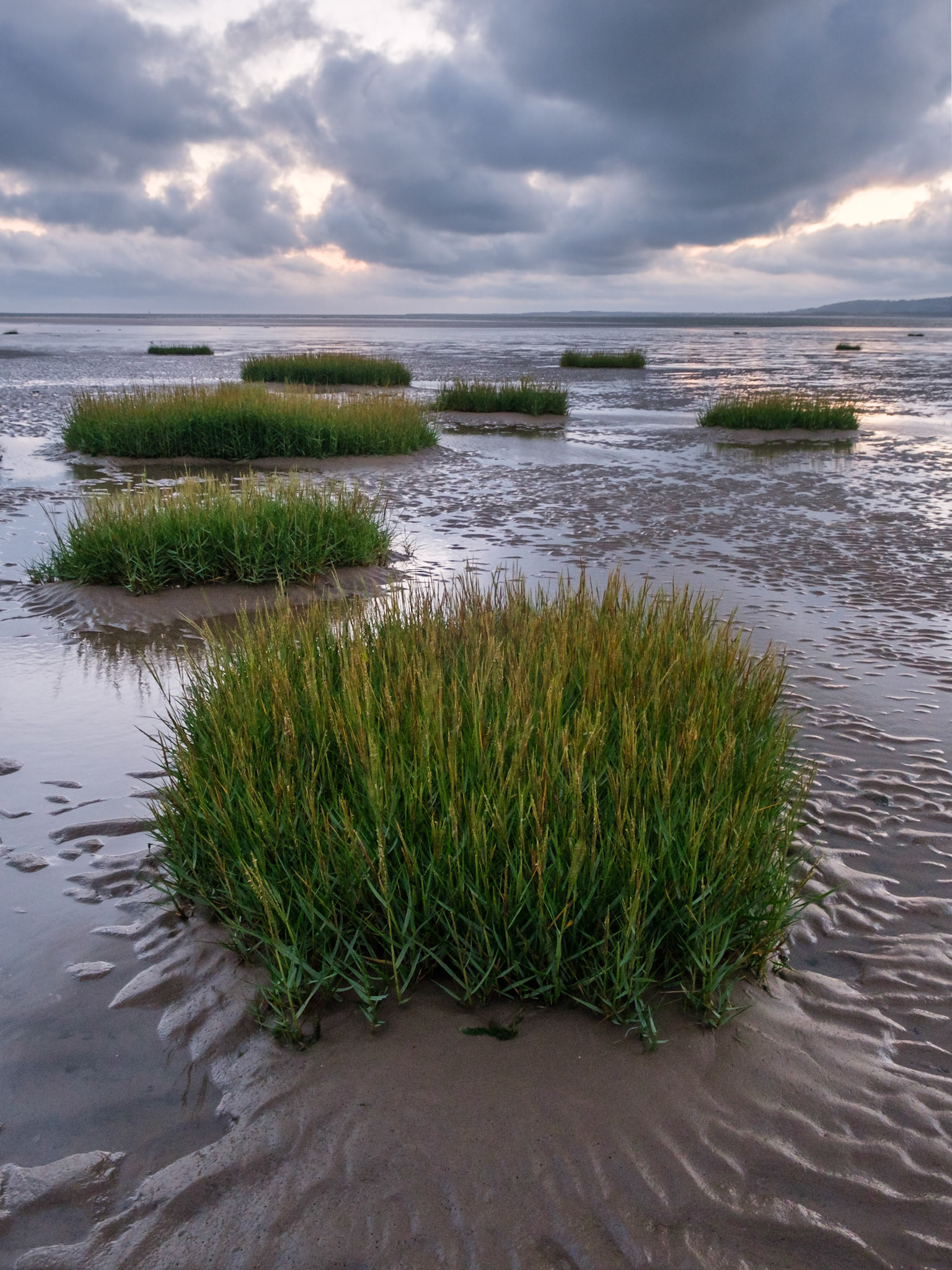 Sea grass on the drained tidal flats of the River Loughor.