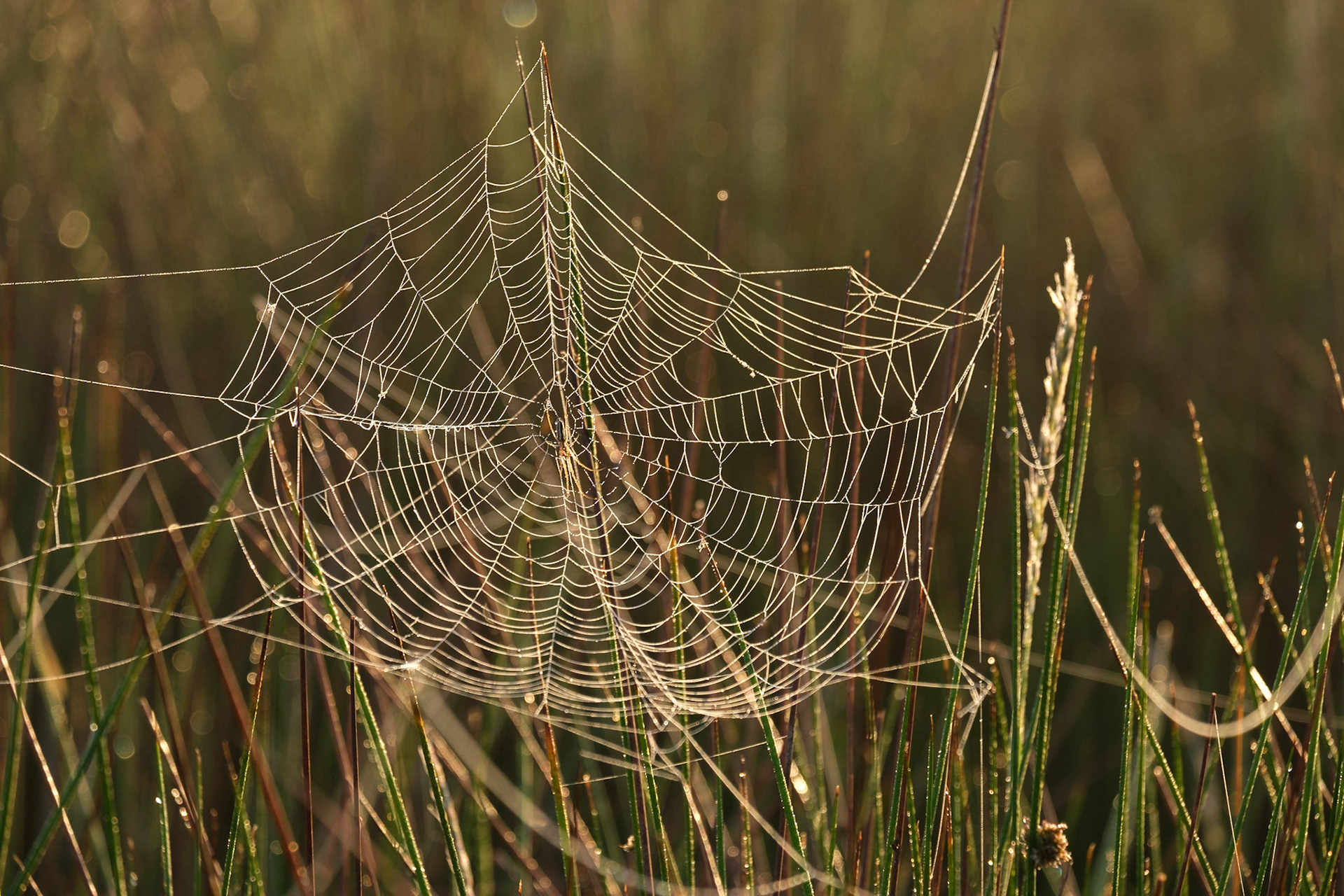 A backlit spider web covered in early morning dew, Richmond Park.