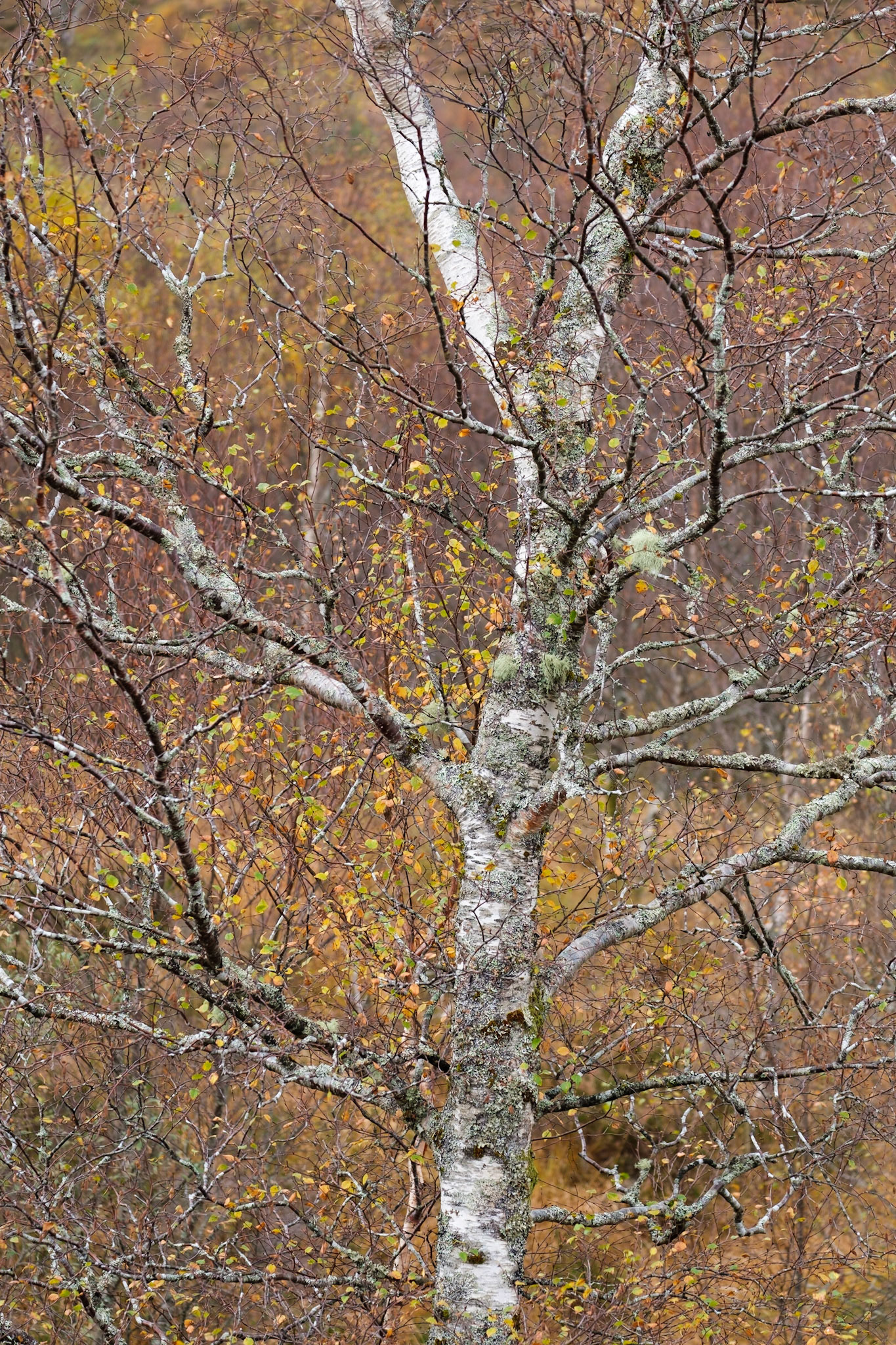 The last of the Autumn leaves on a birch tree.