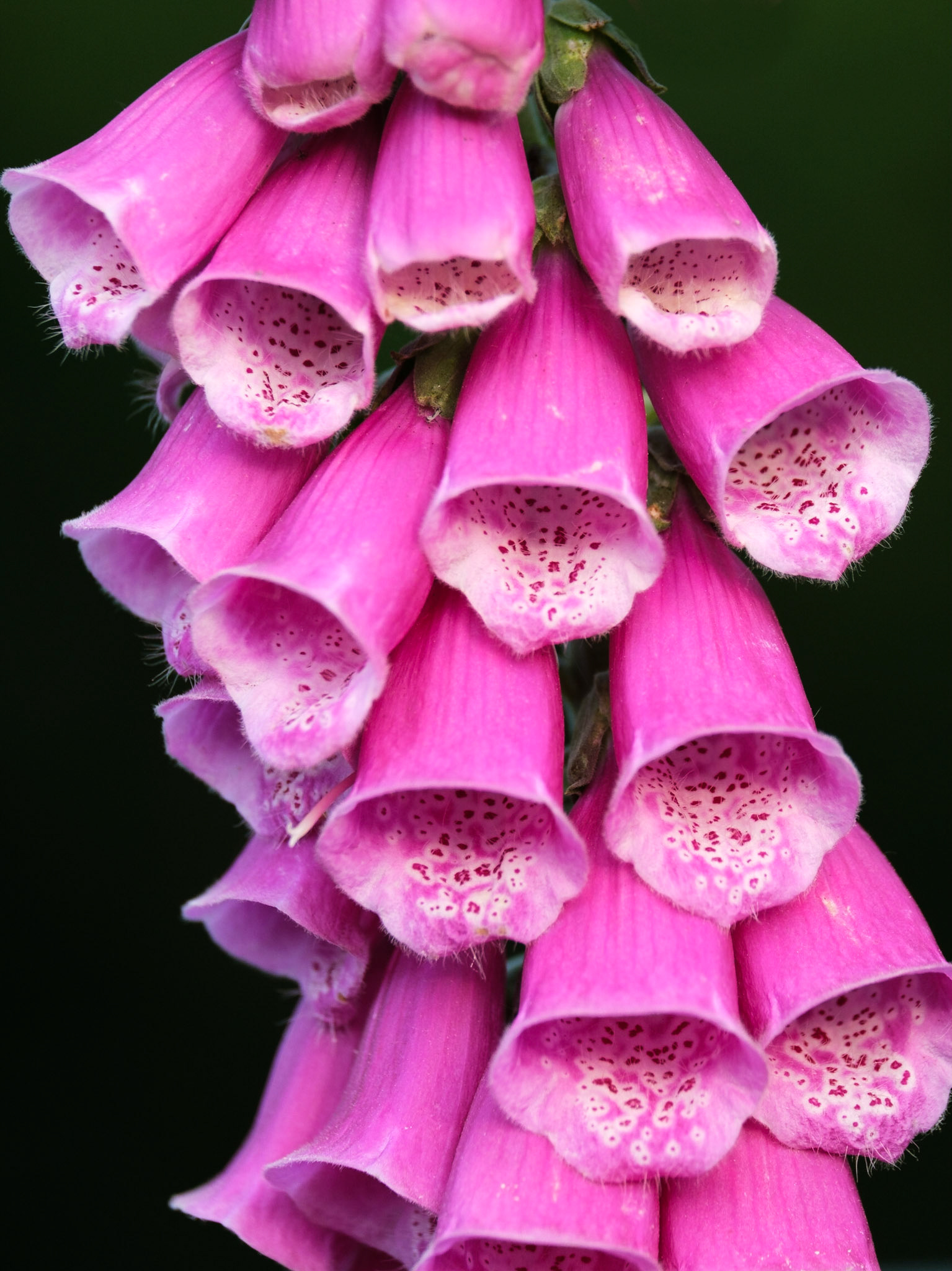 Foxglove, Richmond Park.