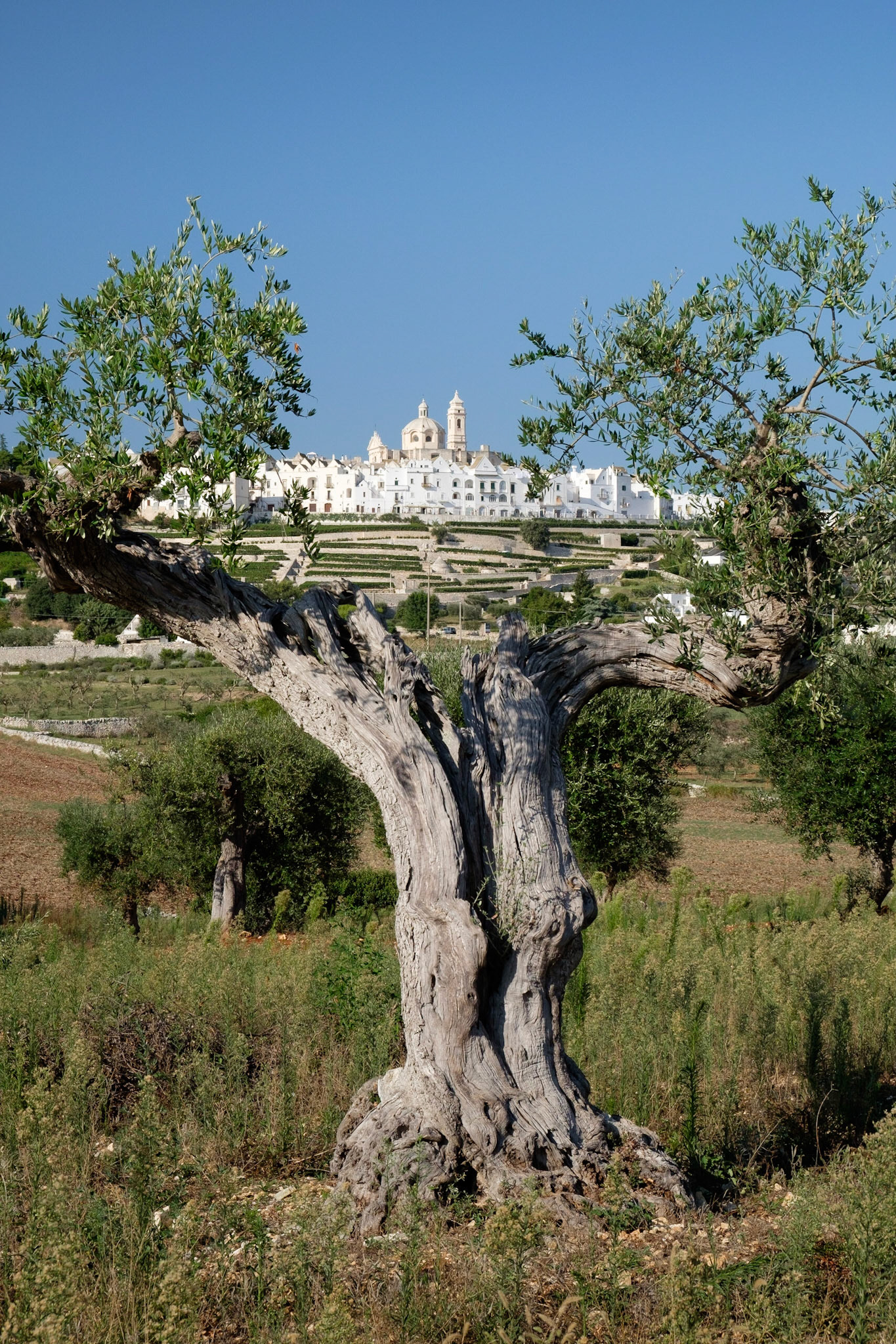 Locorotondo and an ancient olive tree.