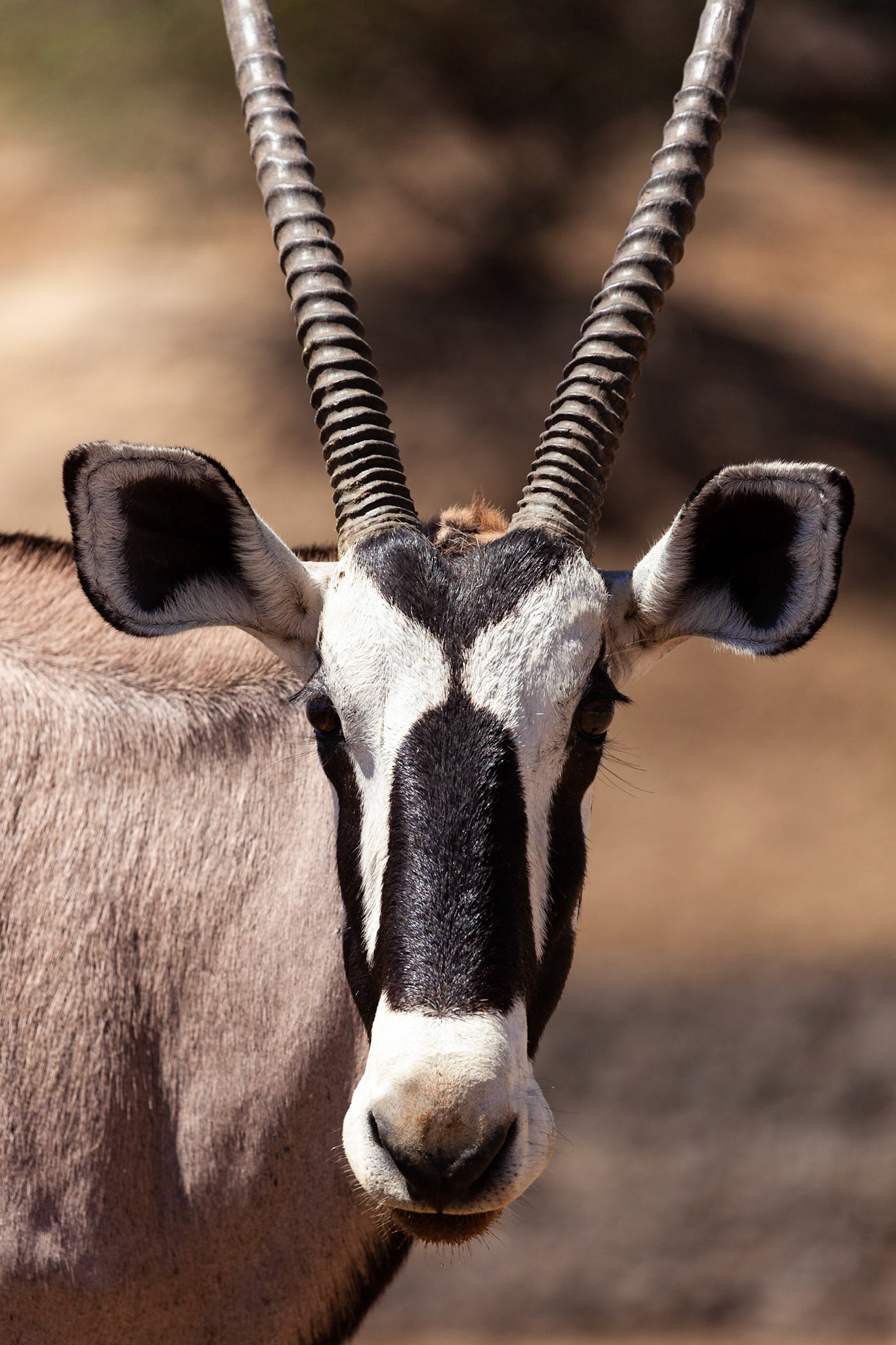 Gemsbok portrait, Kgalagadi Transfrontier Park, South Africa.