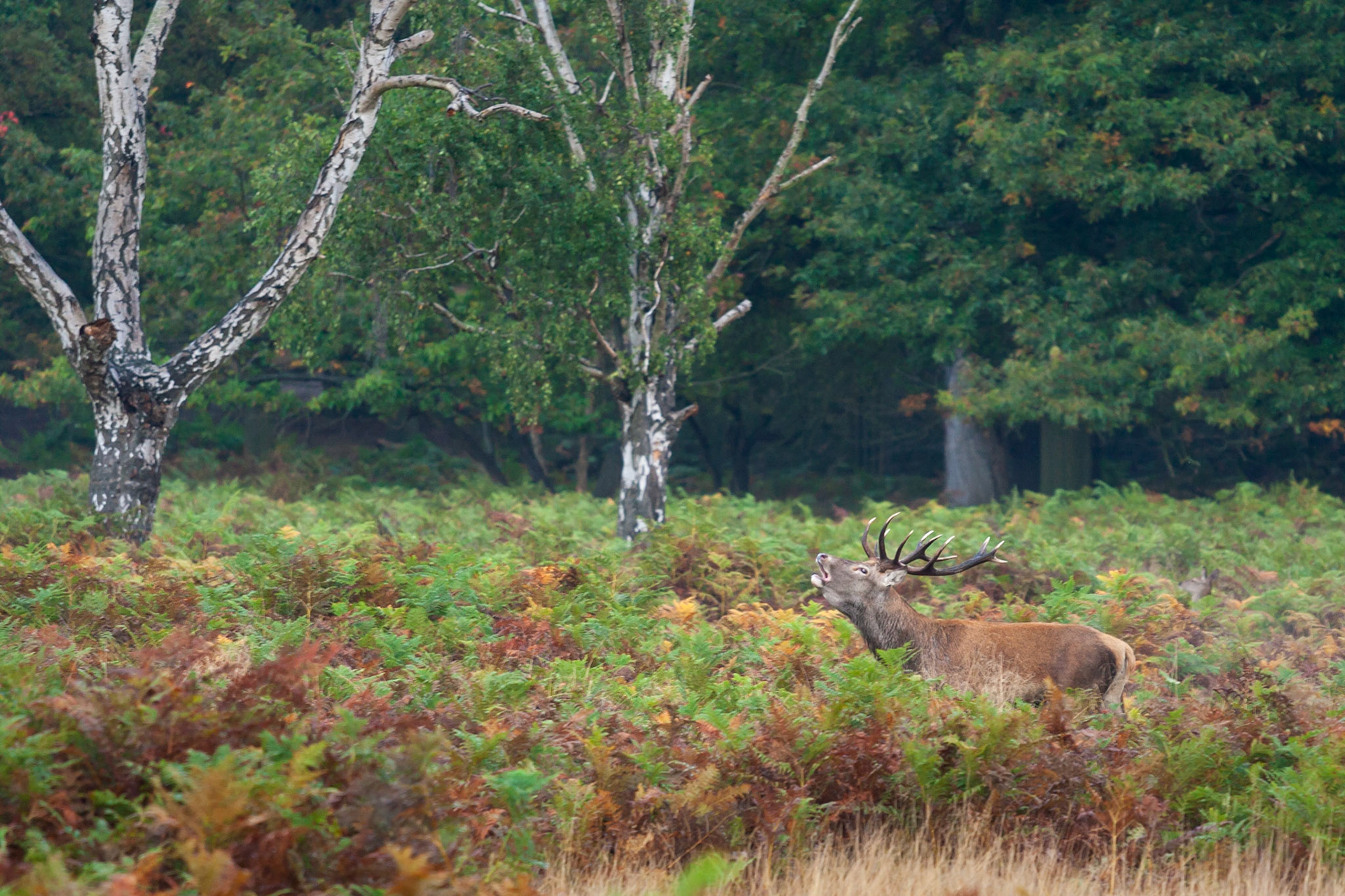 A Red Deer during the rutting season, Richmond Park, London, England.