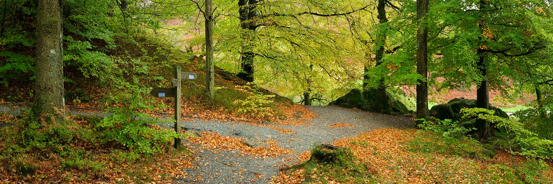Autumn in Penny Rock Woods.