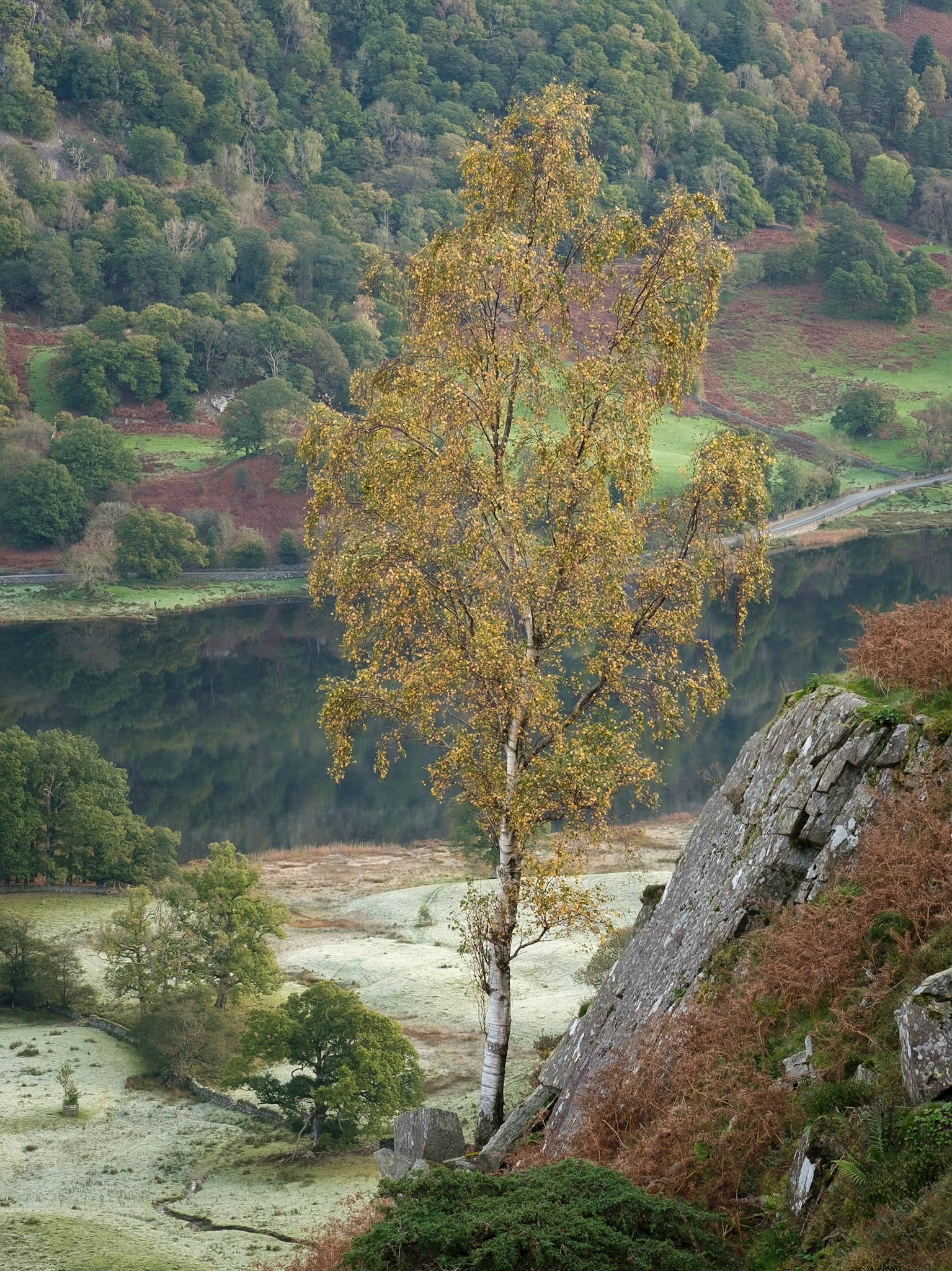 An autumnal silver birch on Ewe Crag.
