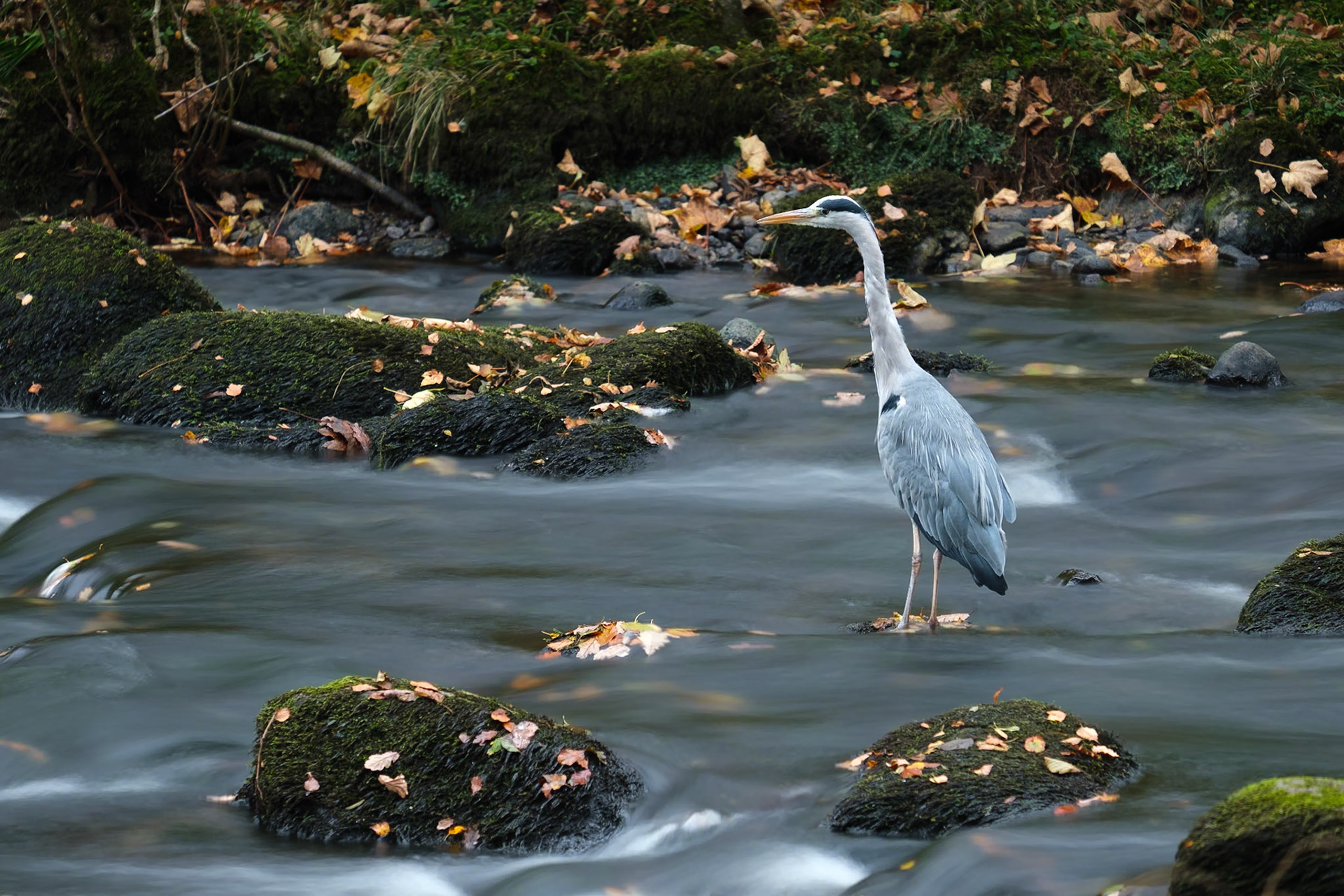 A heron fishing on the River Rothay.
