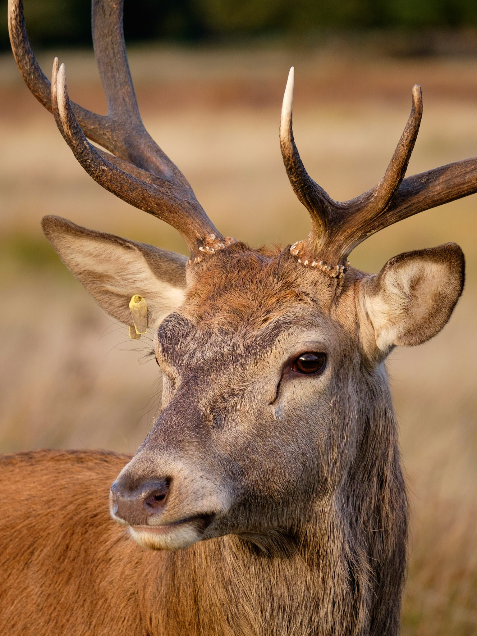 An inquisitive young Red Deer stag walked right up to our group of photographers and almost seemed to be striking poses!