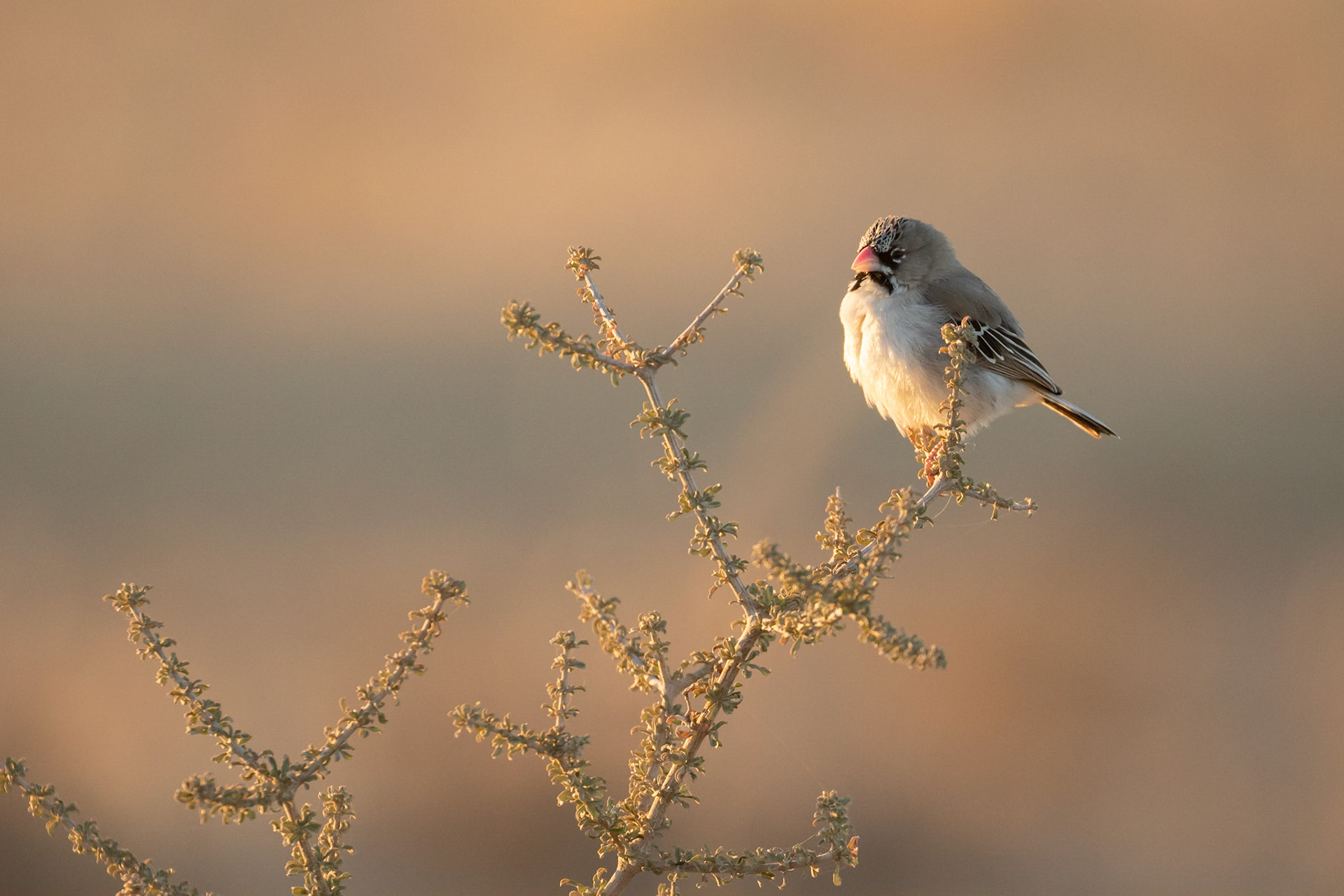 A Scaly-feathered Finch sitting on a Yellow bush (Kraalbos) just outside Twee Rivieren camp, Kgalagadi Transfrontier Park.