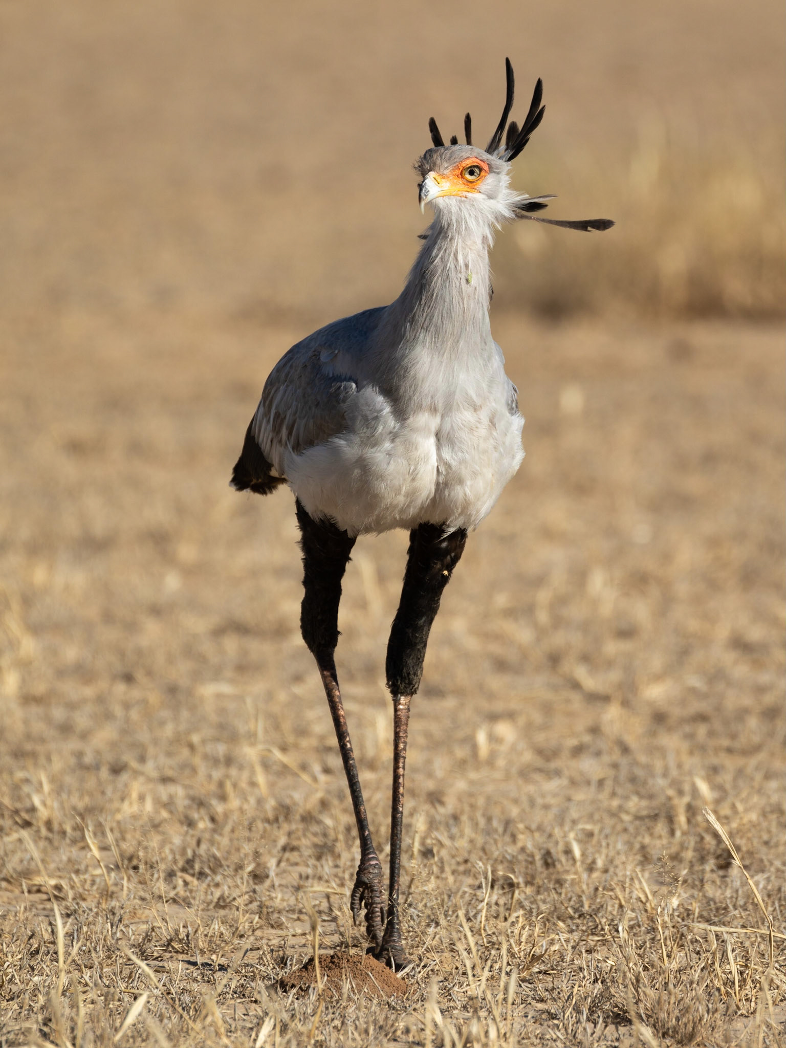 A Secretary Bird hunting for food in the grass beside the road near Leeuwdril, Kgalagadi Transfrontier Park.