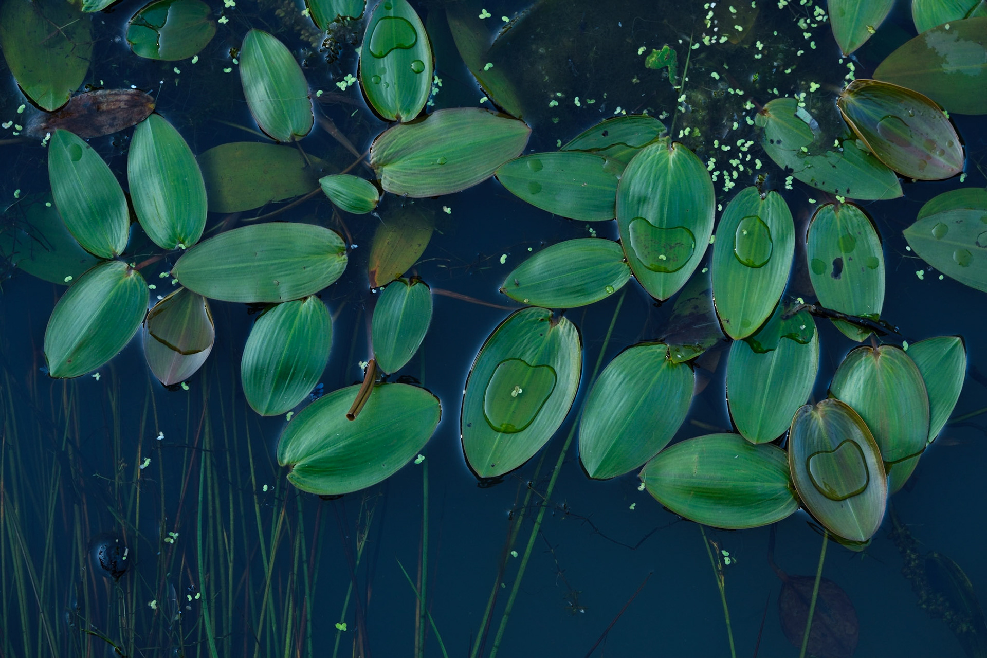 Water Lilies in Ham Dip Pond, Richmond Park.
