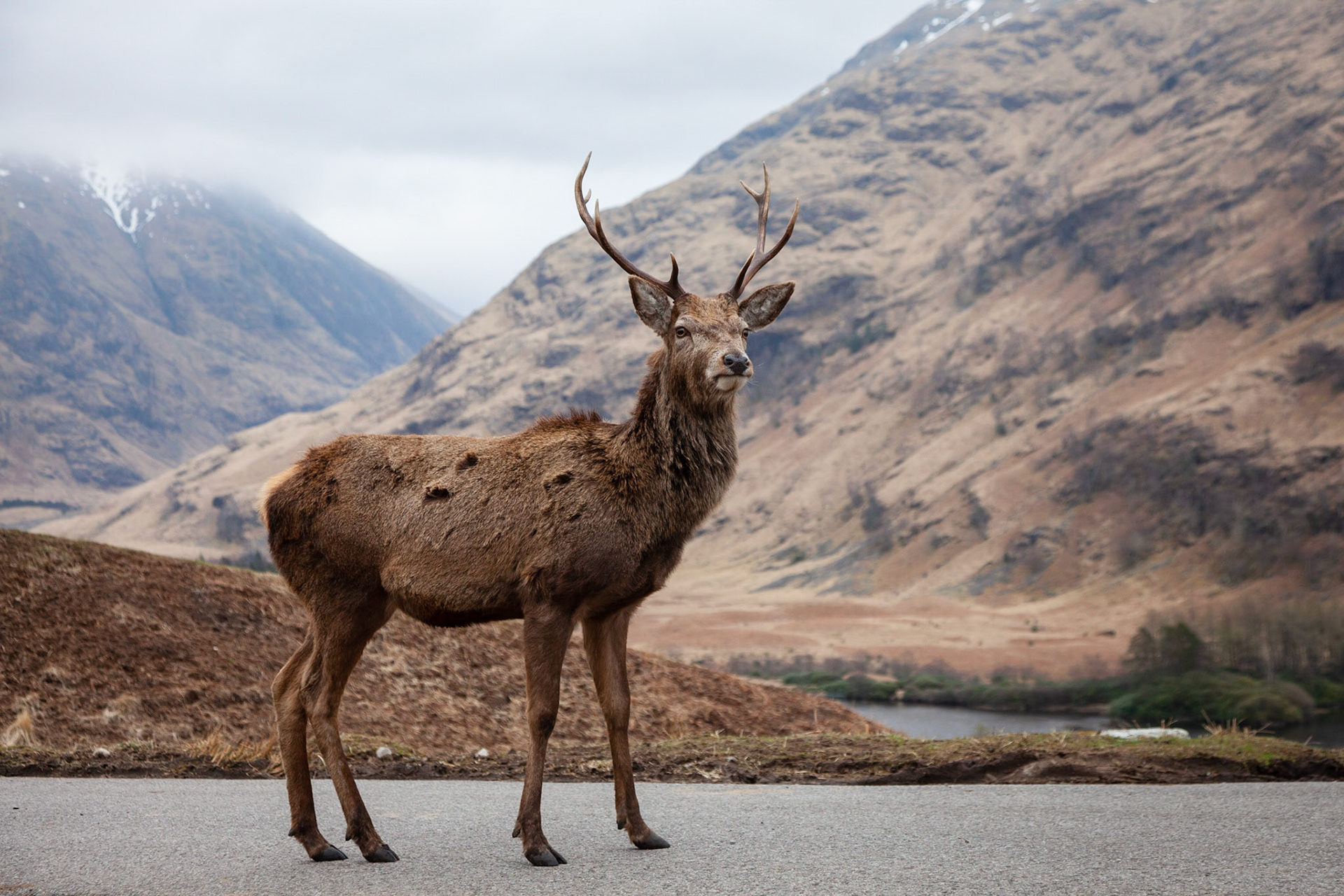 A very tame Red Deer stag posing for us on the road down Glen Etive.