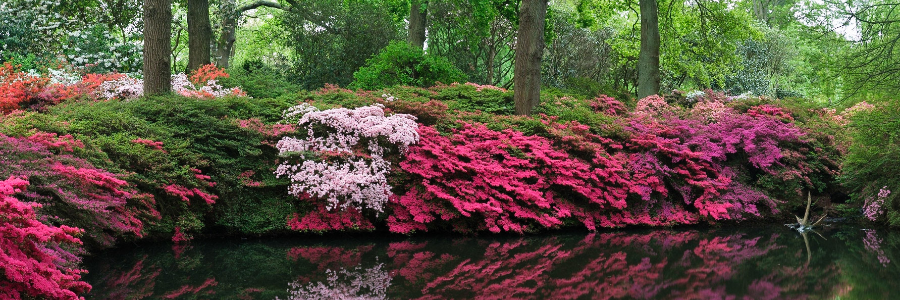 Azaleas surrounding Still Pond, Isabella Plantation, Richmond Park.