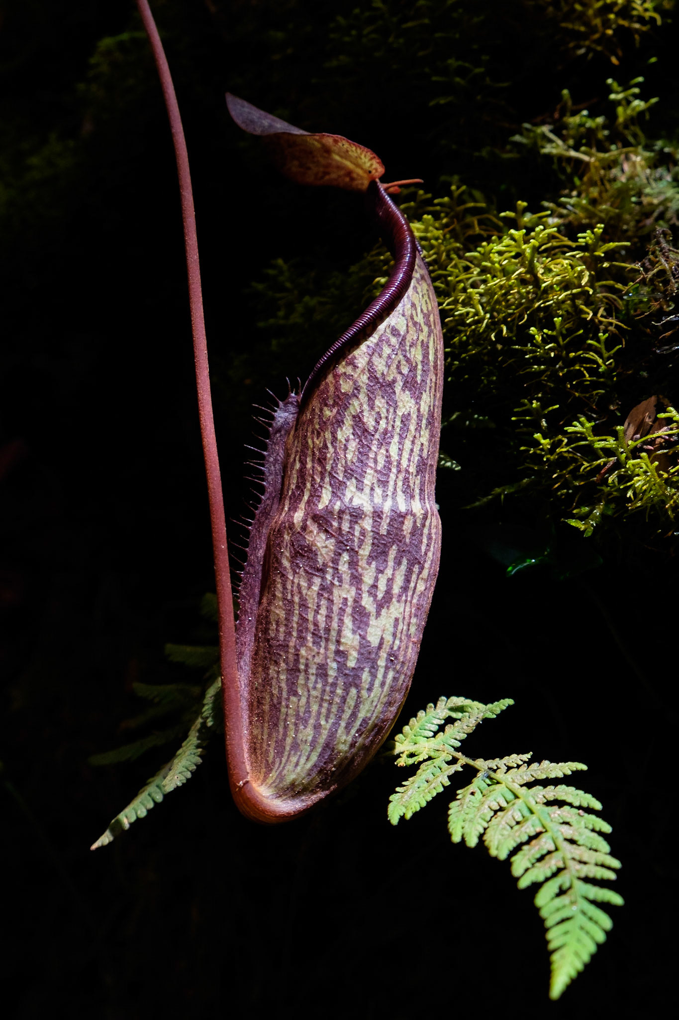 The Mossy Forest of the Cameron Highlands was home to a number of pitcher plants.