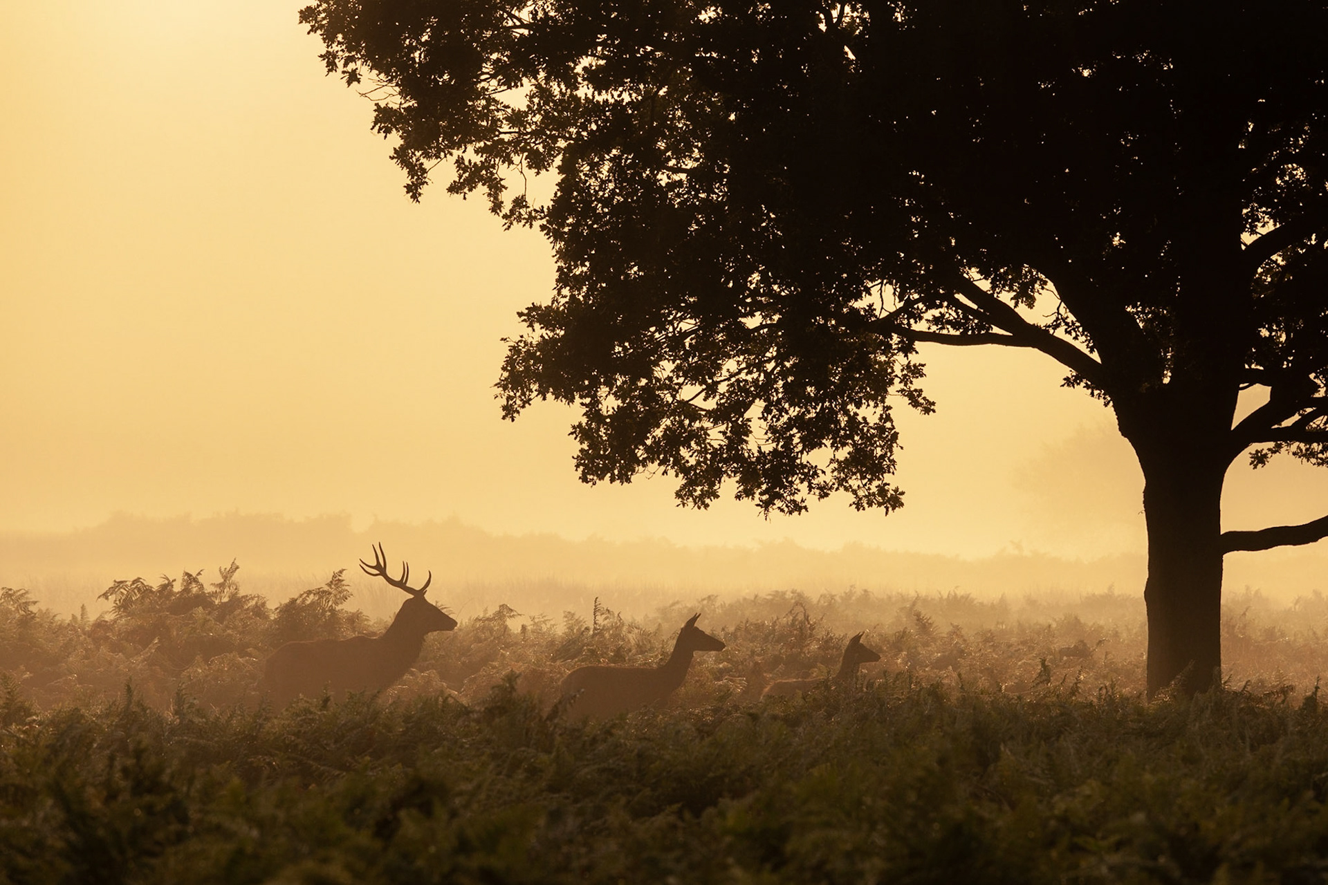 A family of Red Deer in the early morning mist of Richmond Park, London, England.