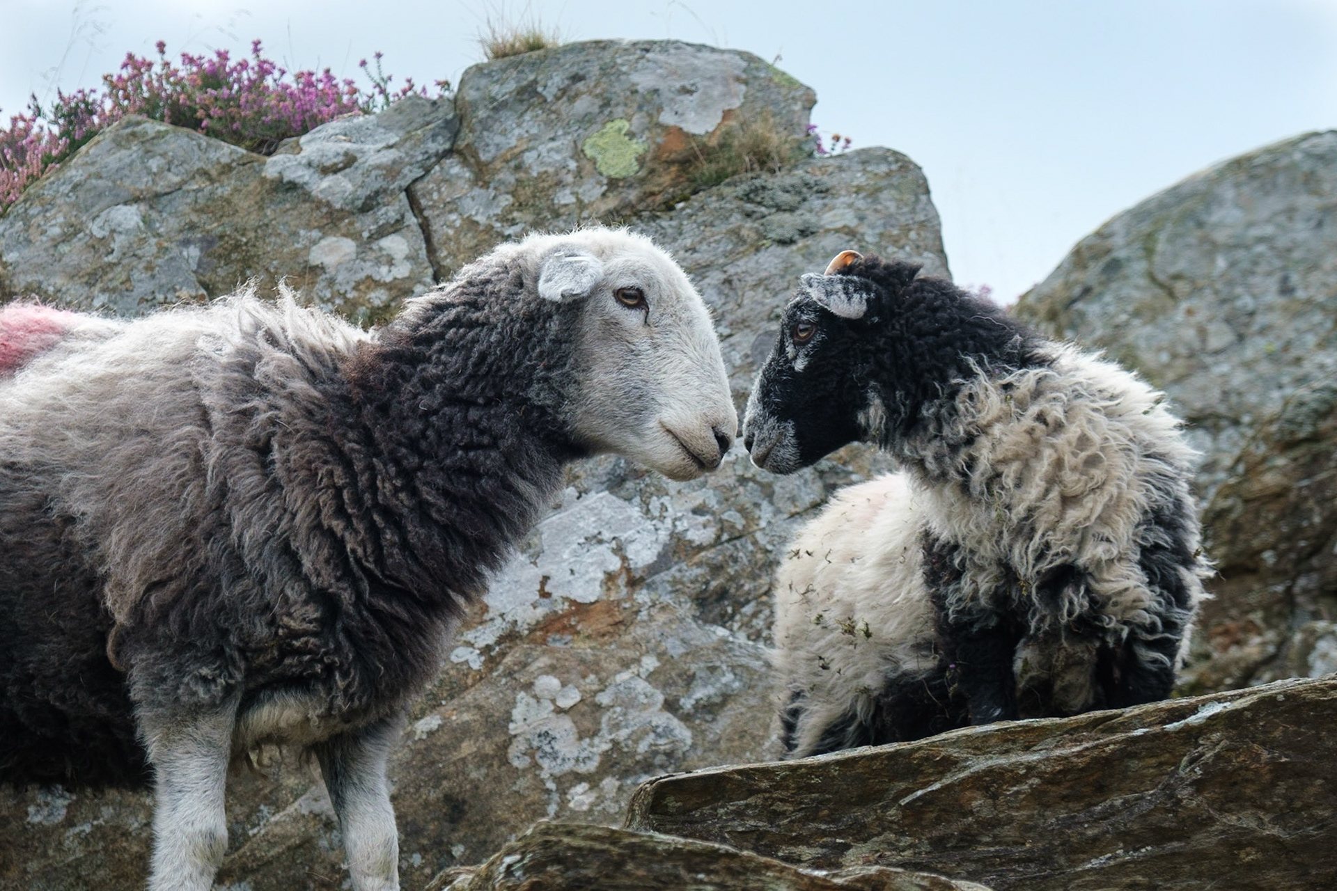 Herwick sheep and her lamb on Blawith Common, Lake District.