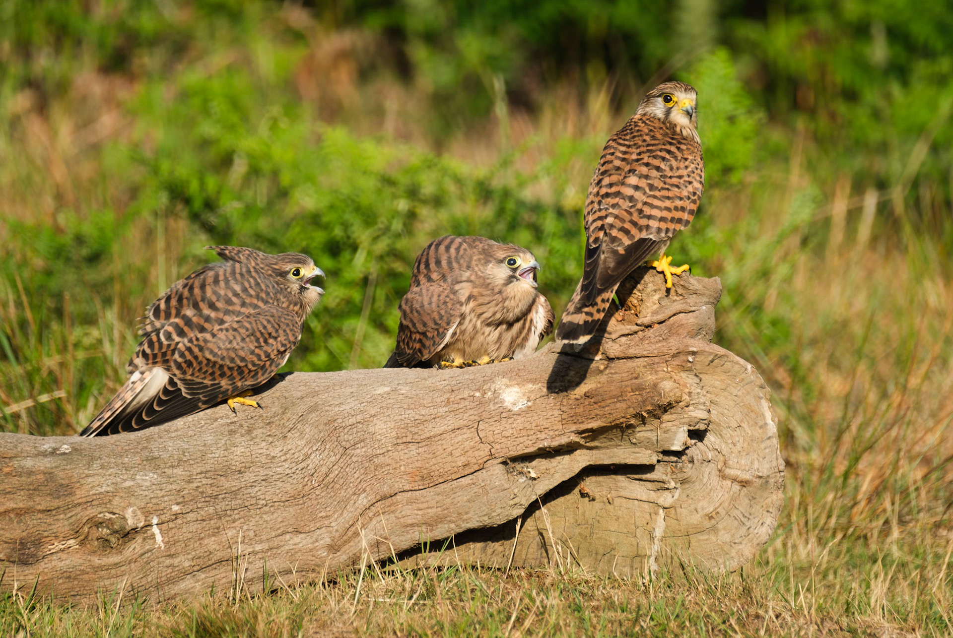 Juvenile Kestrels begging for food from Mum, Richmond Park.