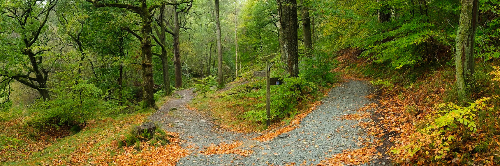 A winding path in Penny Rock Woods.