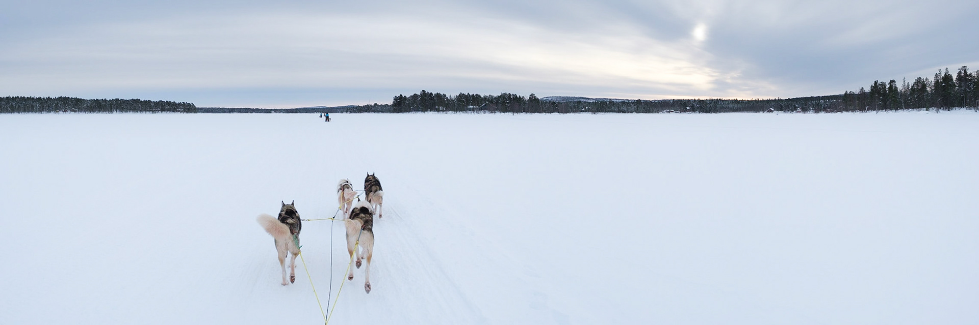 A panorama of Husky dogs pulling a sled across Lake Inari, Nellim, Finnish Lapland.