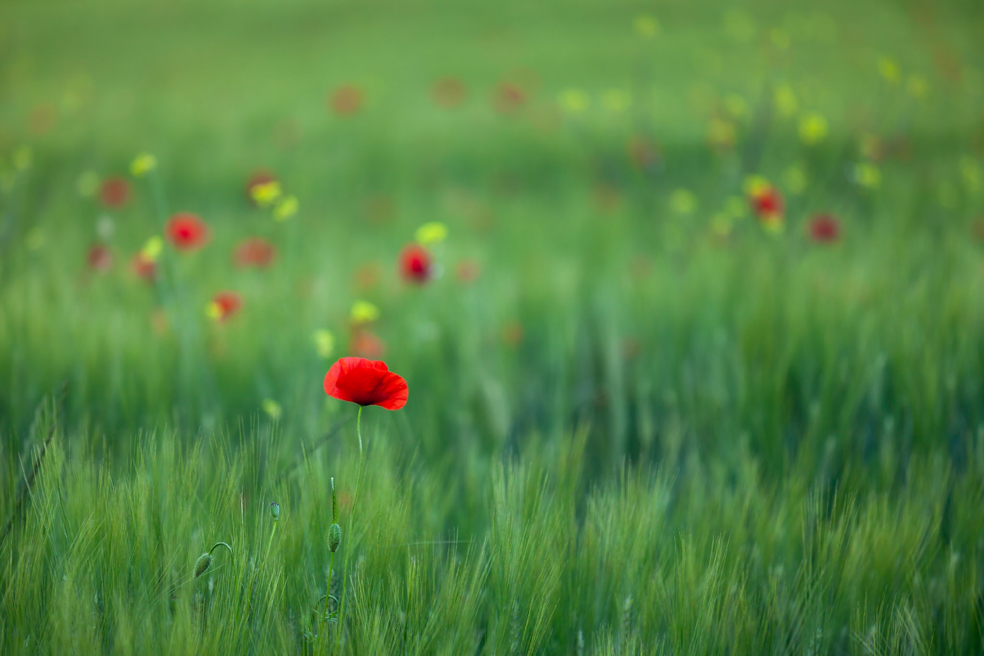 Poppies amongst the wheat fields at dusk, Val d'Orcia, Tuscany, Italy.