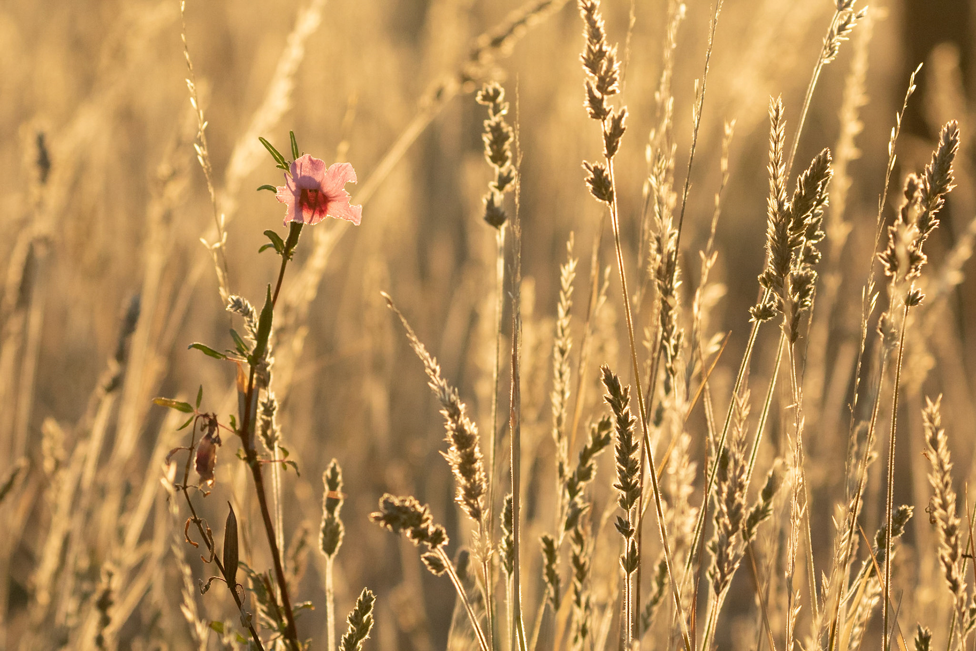 A pink flower and grasses backlit by the rising sun just outside Bitterpan Wilderness Camp, Kgalagadi Transfrontier Park.