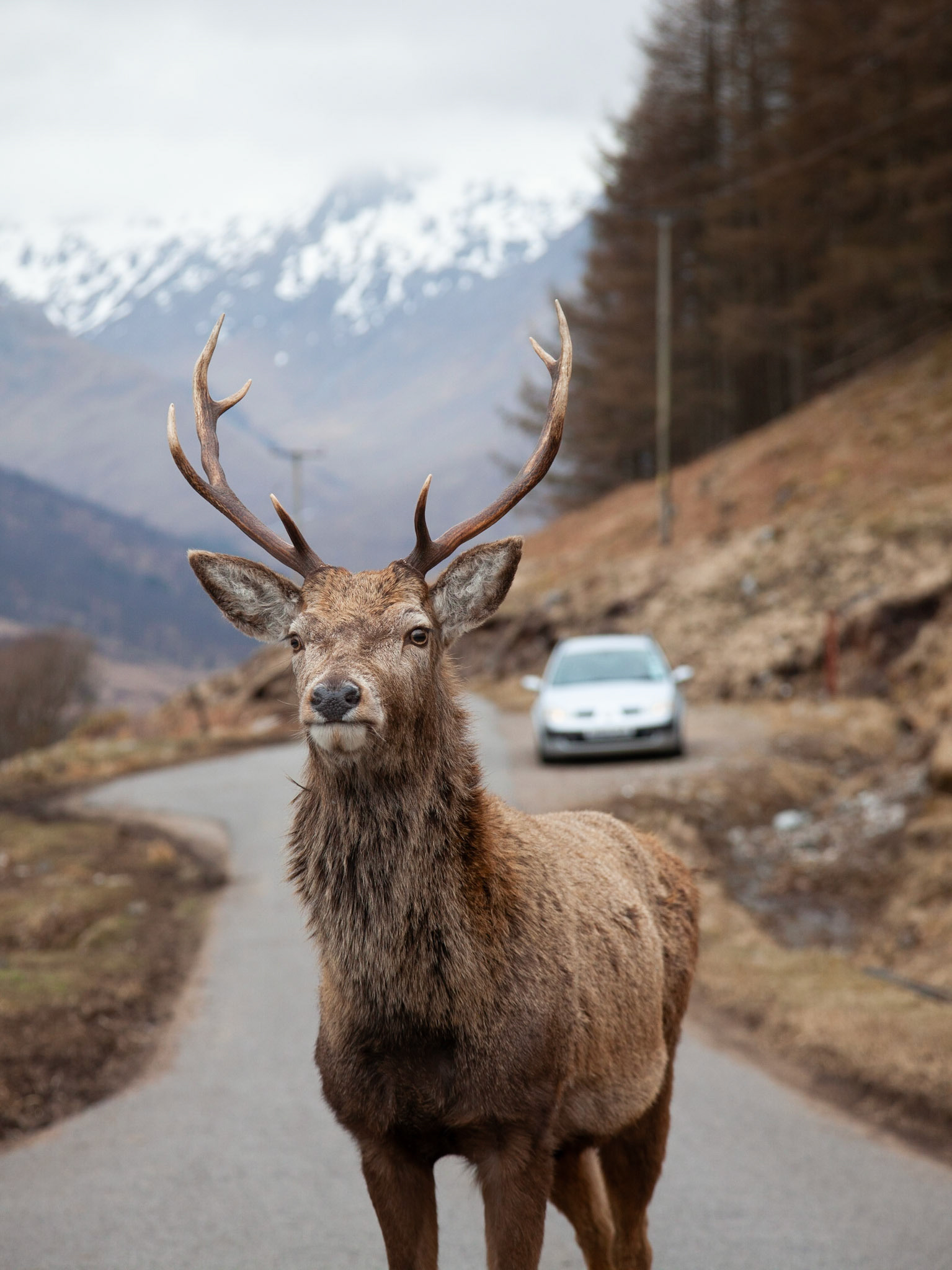 A very tame Red Deer stag of the road down Glen Etive.
