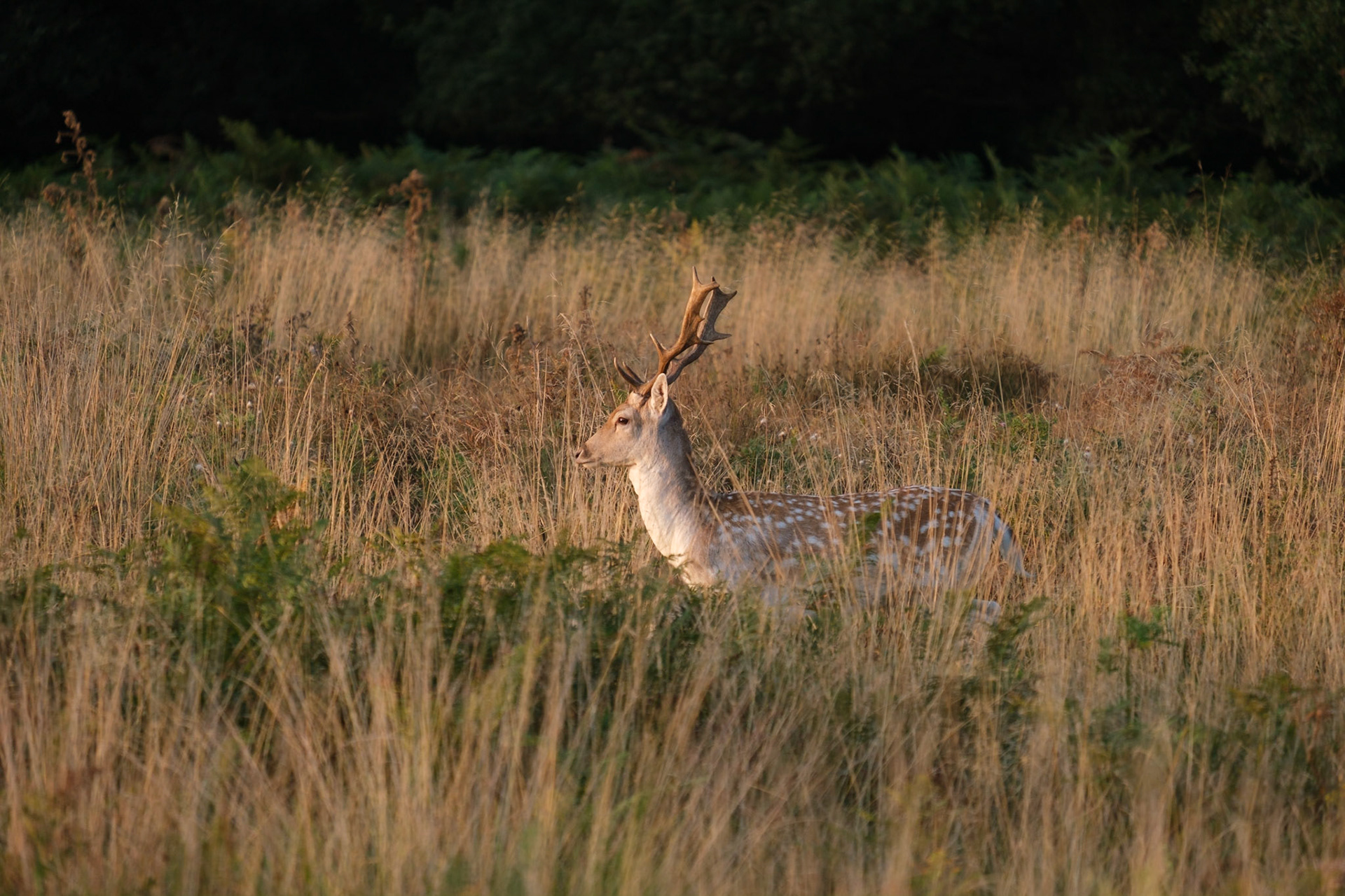 A Fallow Deer at sunrise, Richmond Park.