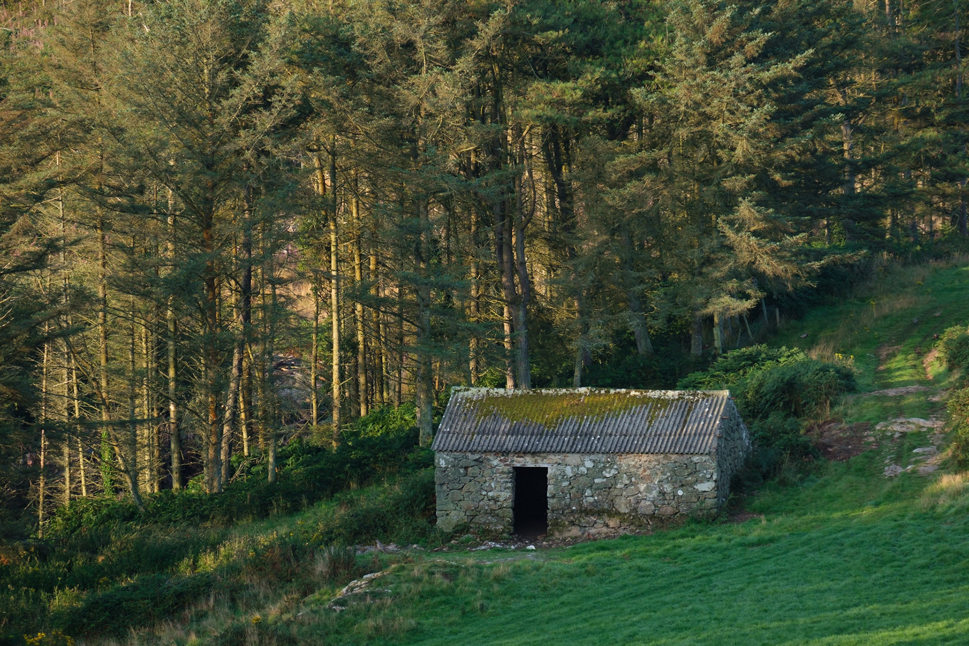 Stone building beside the forest on Mynachdy Farm.