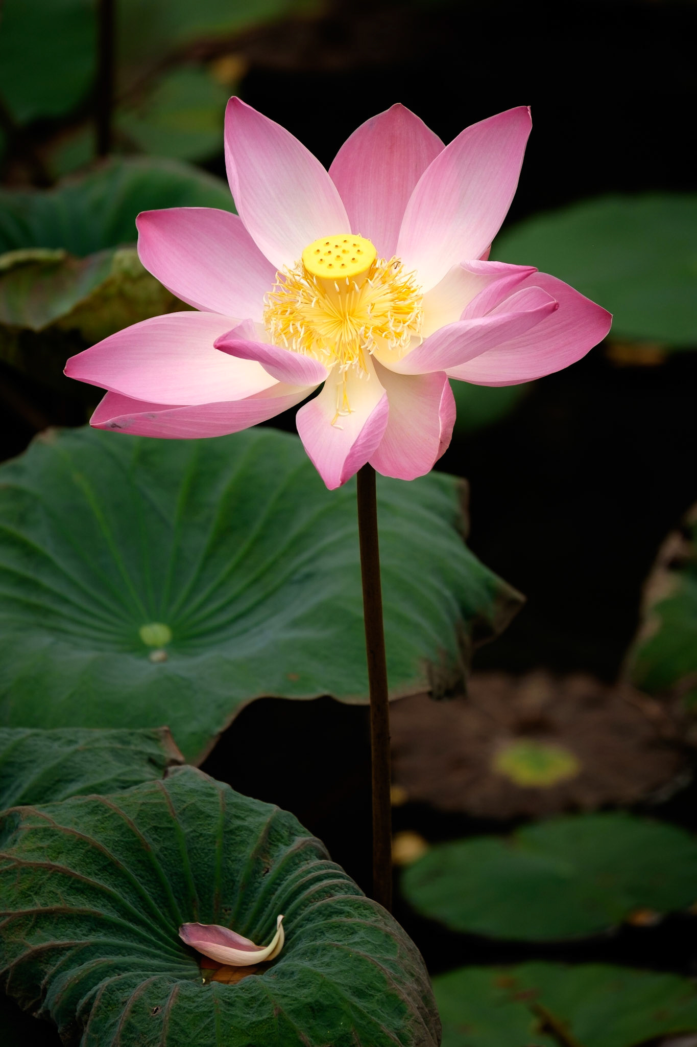 A Lotus flower in the pond in front of Pura Taman Saraswati, Ubud, Bali, Indonesia.