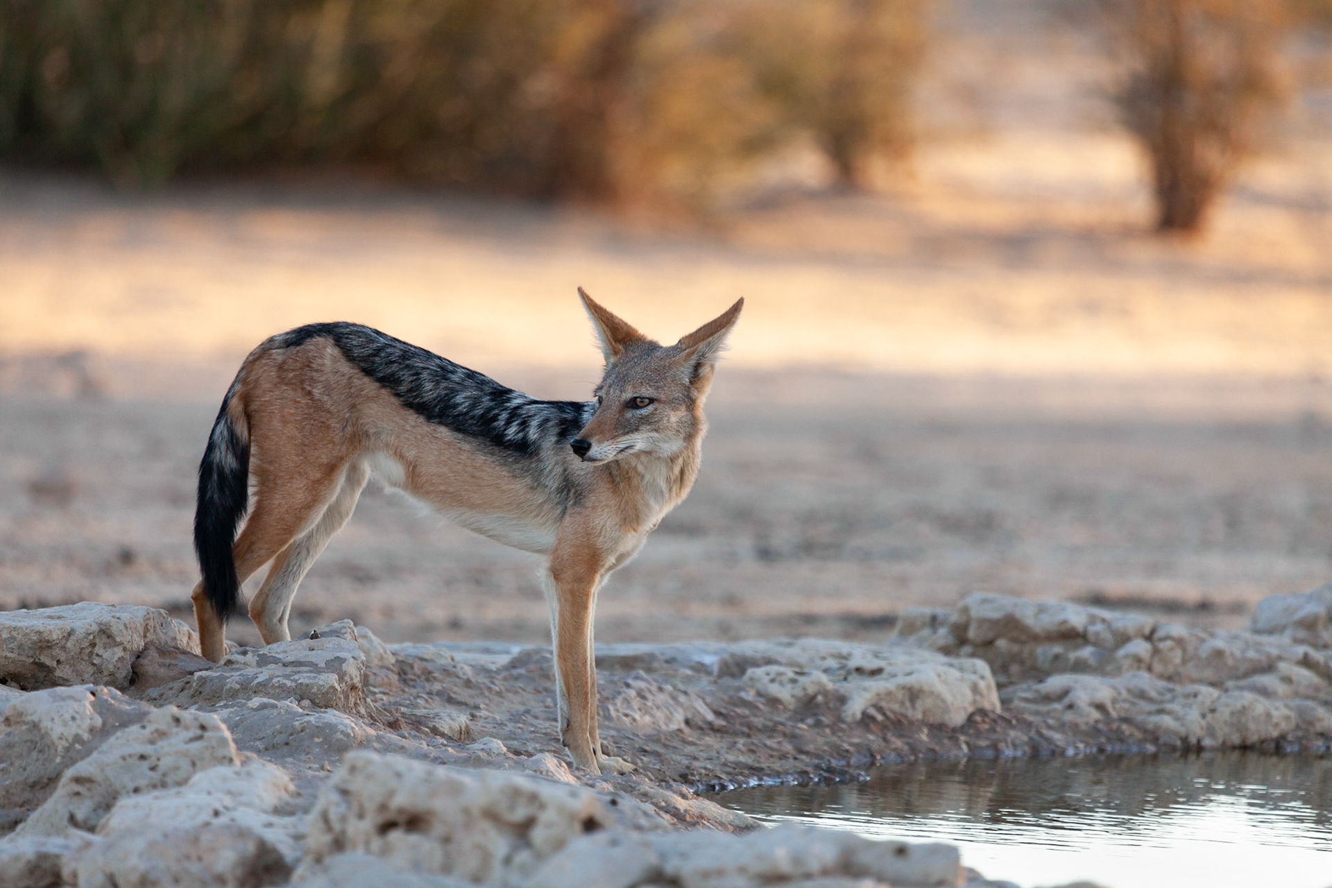 Black-backed Jackal drinking at Cubitjie Quap water hole, Kgalagadi Transfrontier Park, South Africa.