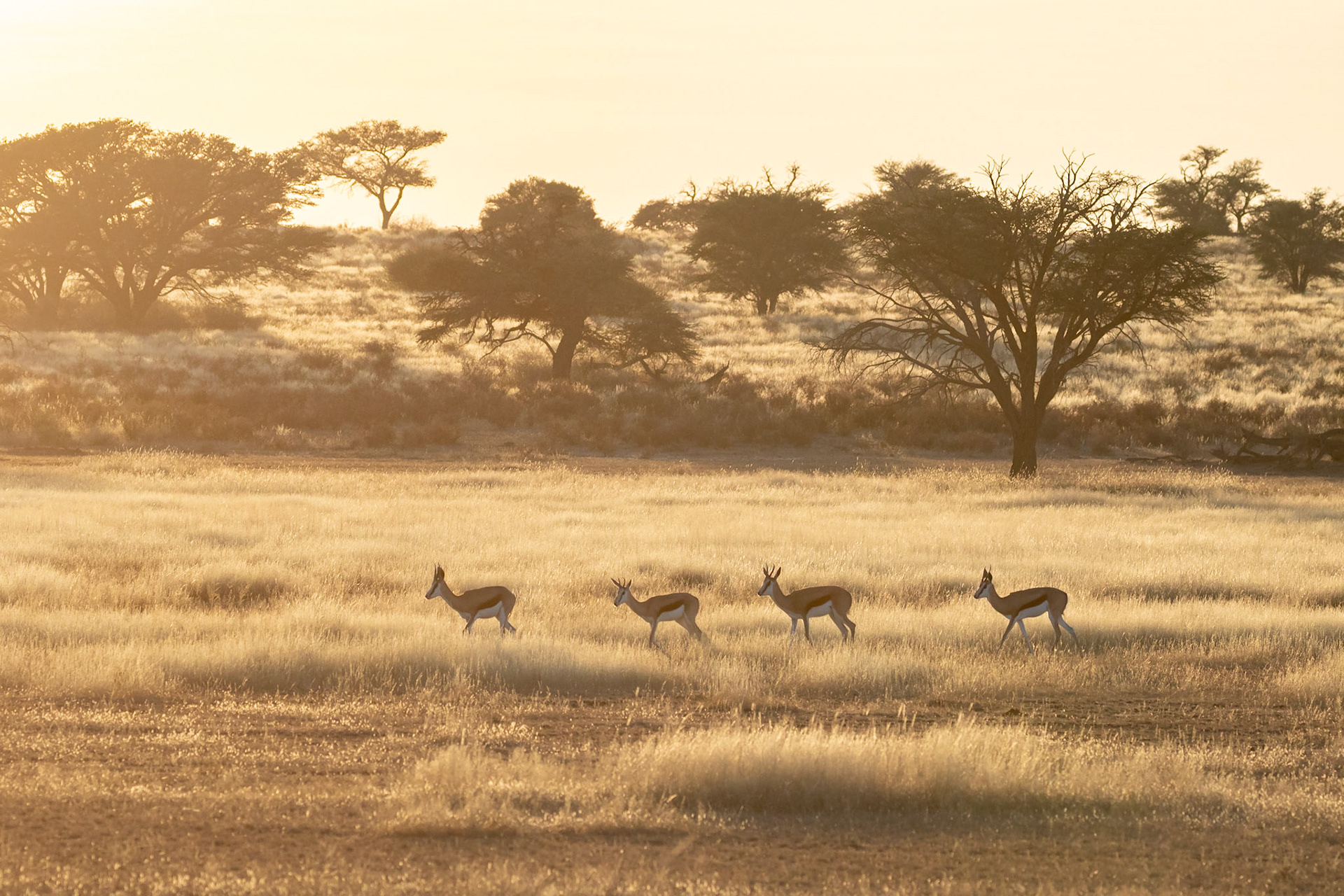The light in the Nossob River during the early mornings is something to behold, Kgalagadi Transfrontier Park.