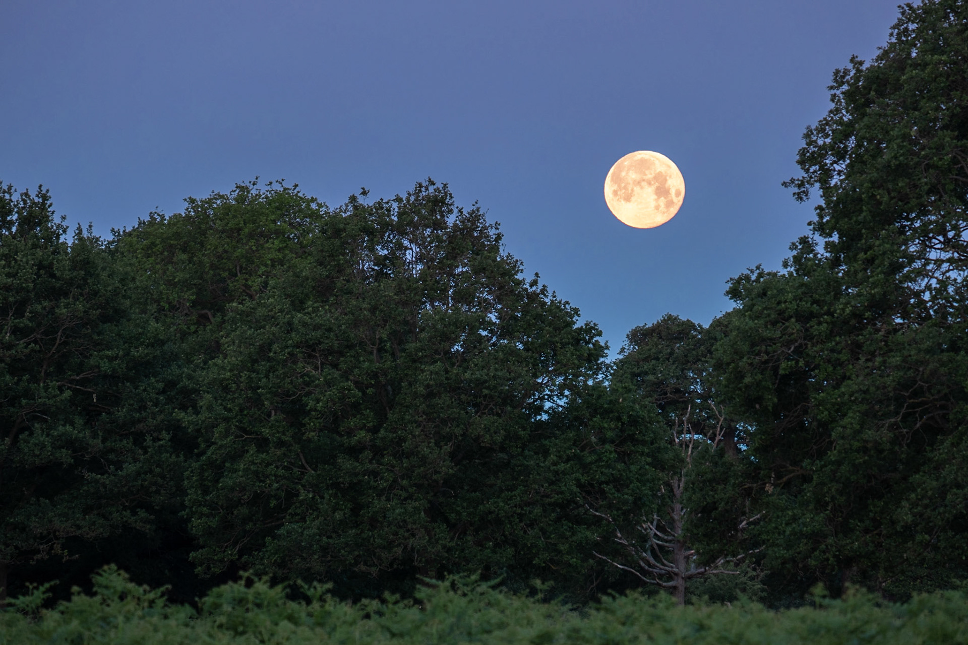 Full moon setting over Richmond Park.