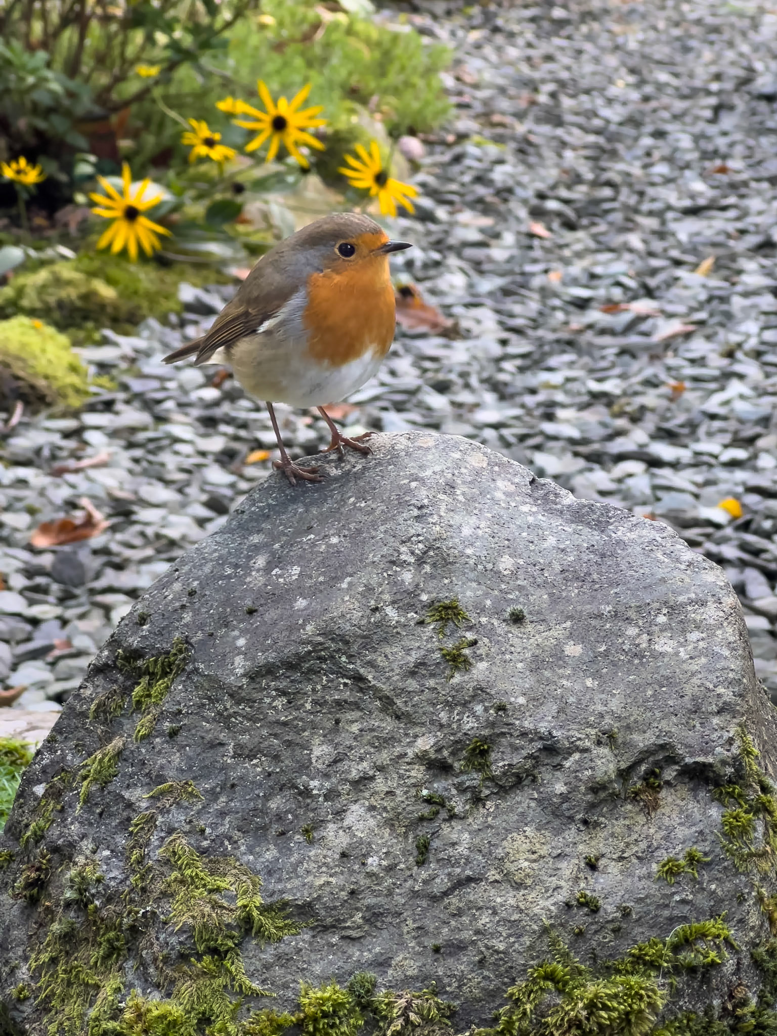 A friendly robin outside our cottage.