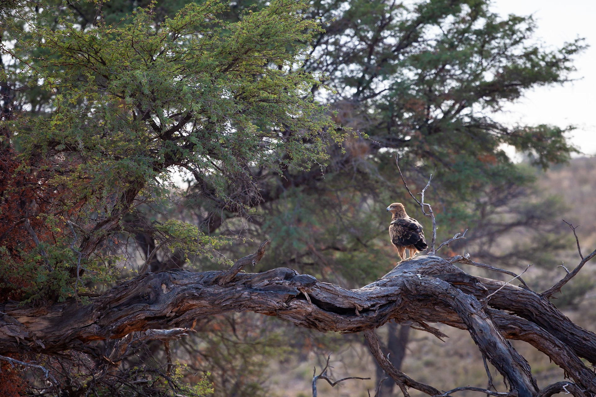 Tawny Eagle, Kgalagadi Transfrontier Park, South Africa.