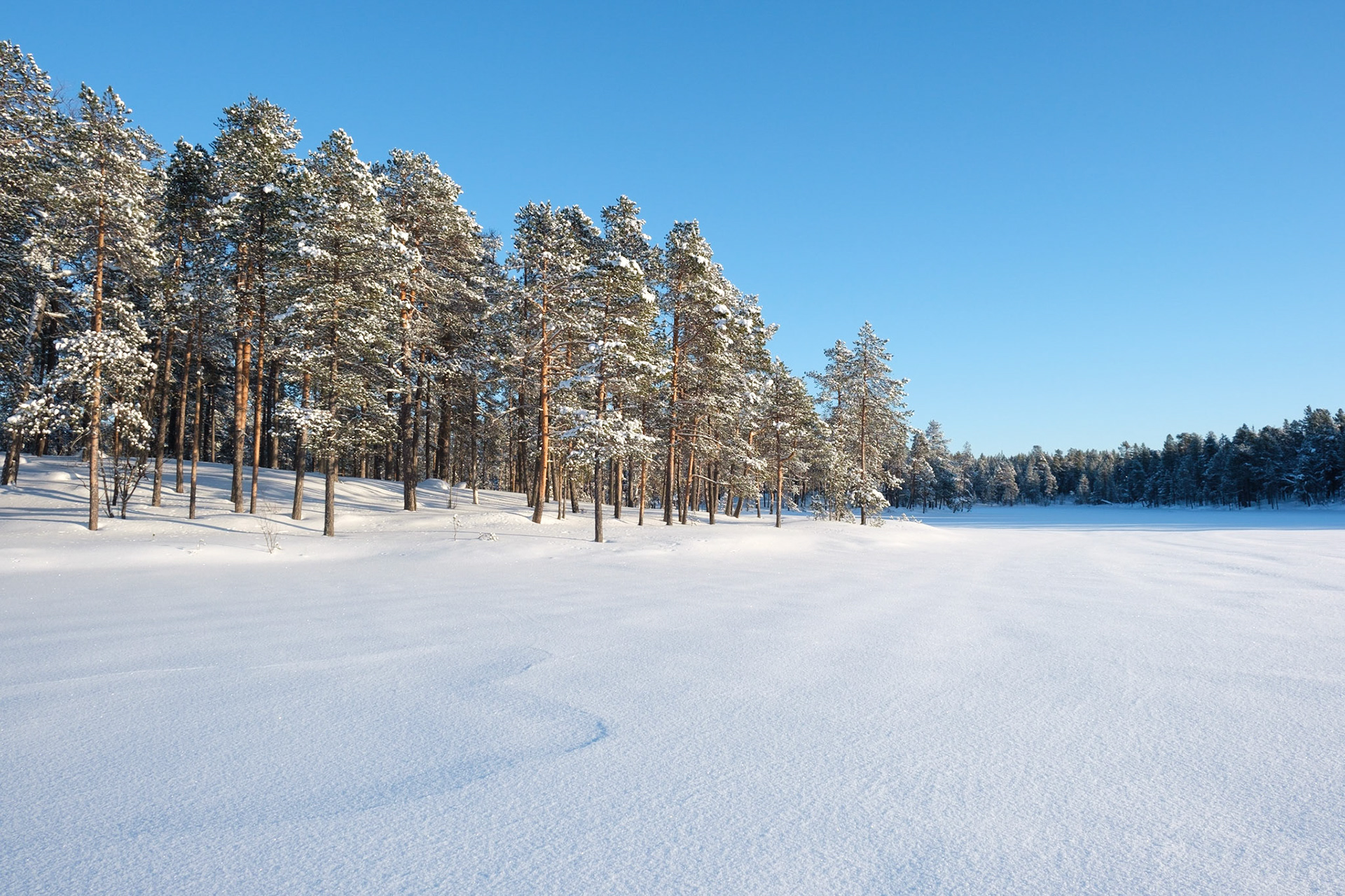 Trees line a frozen Lake Maa, Nellim, Finnish Lapland.
